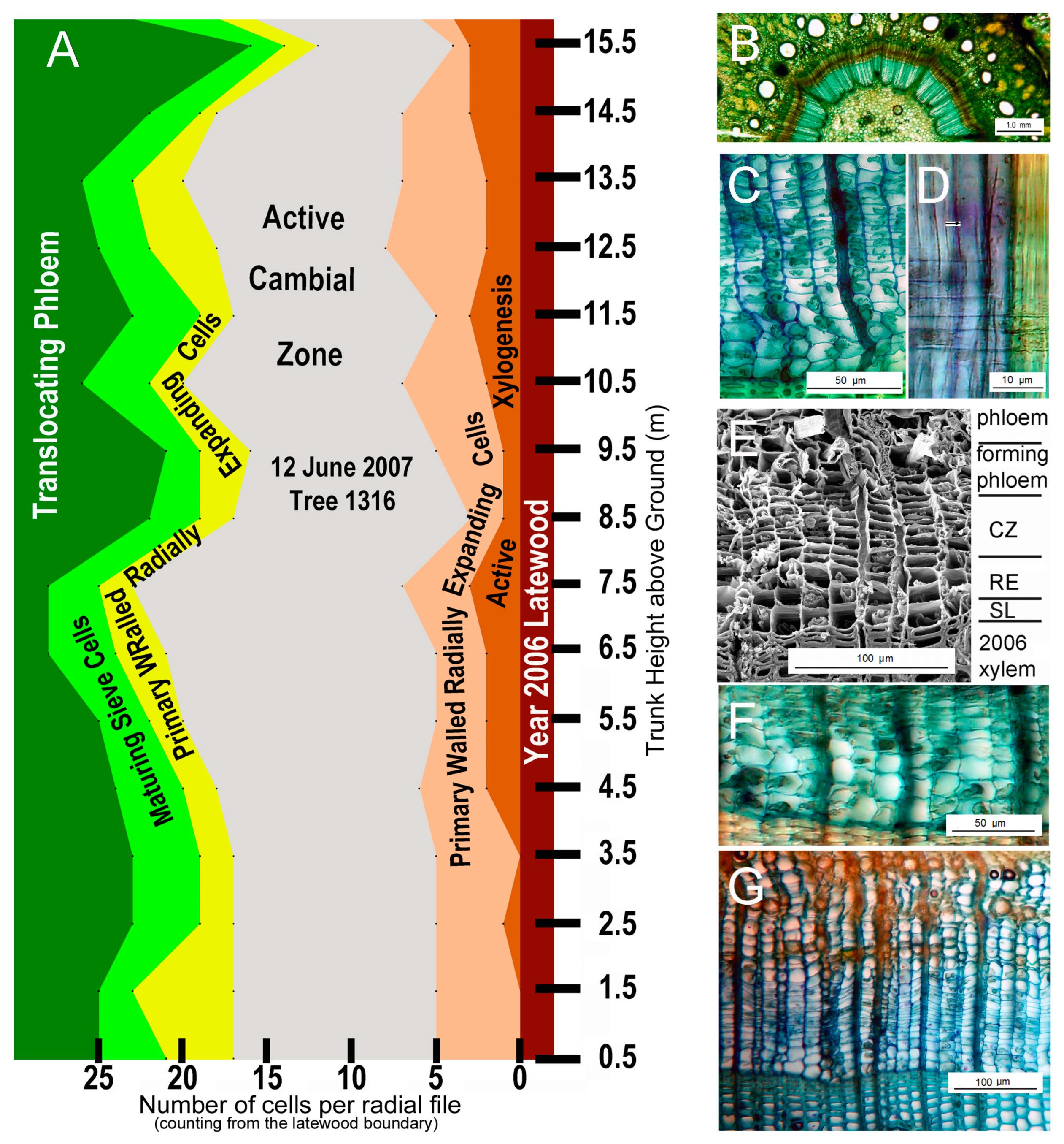 Forests 14 00787 g019