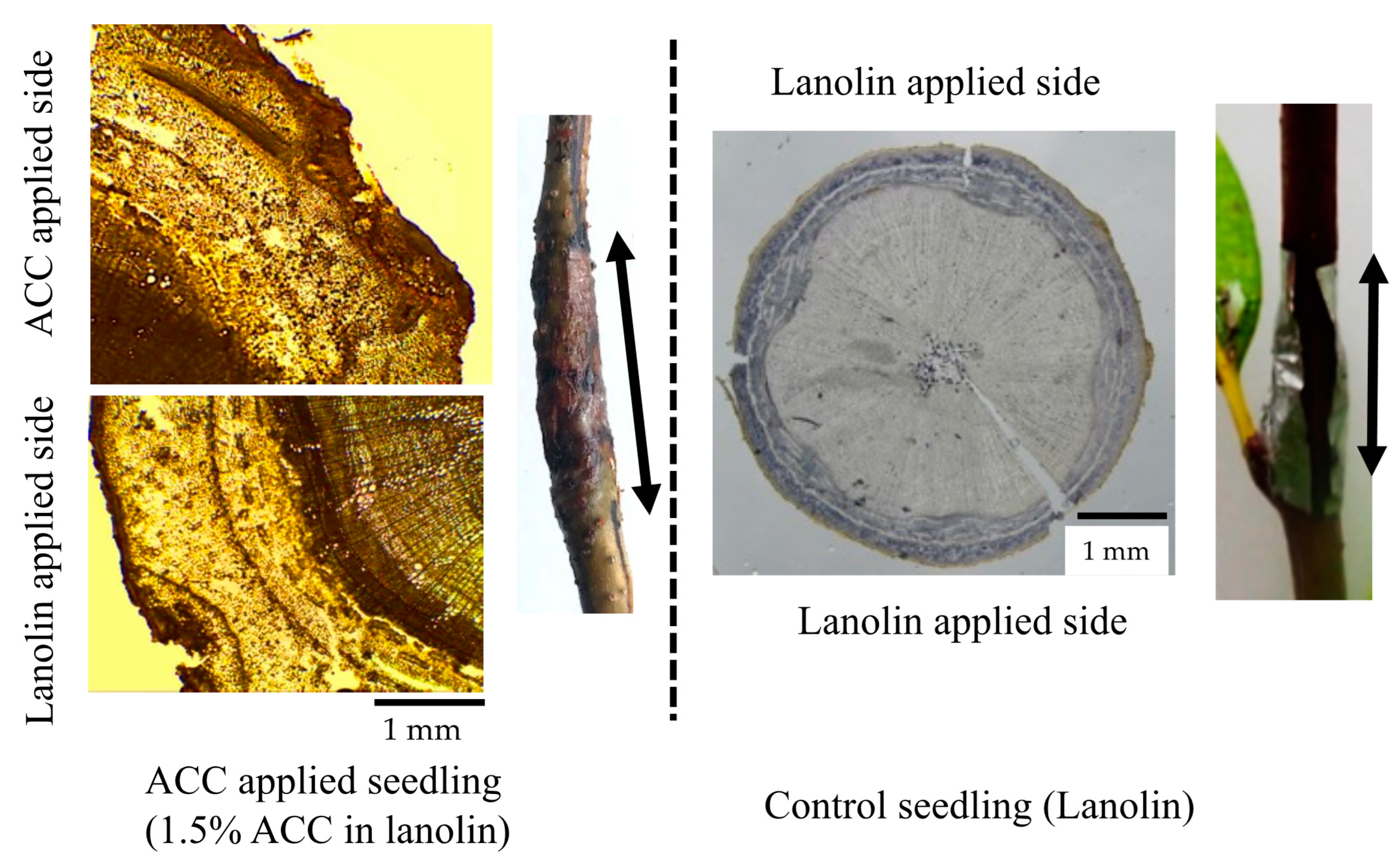 Forests 14 00813 g005