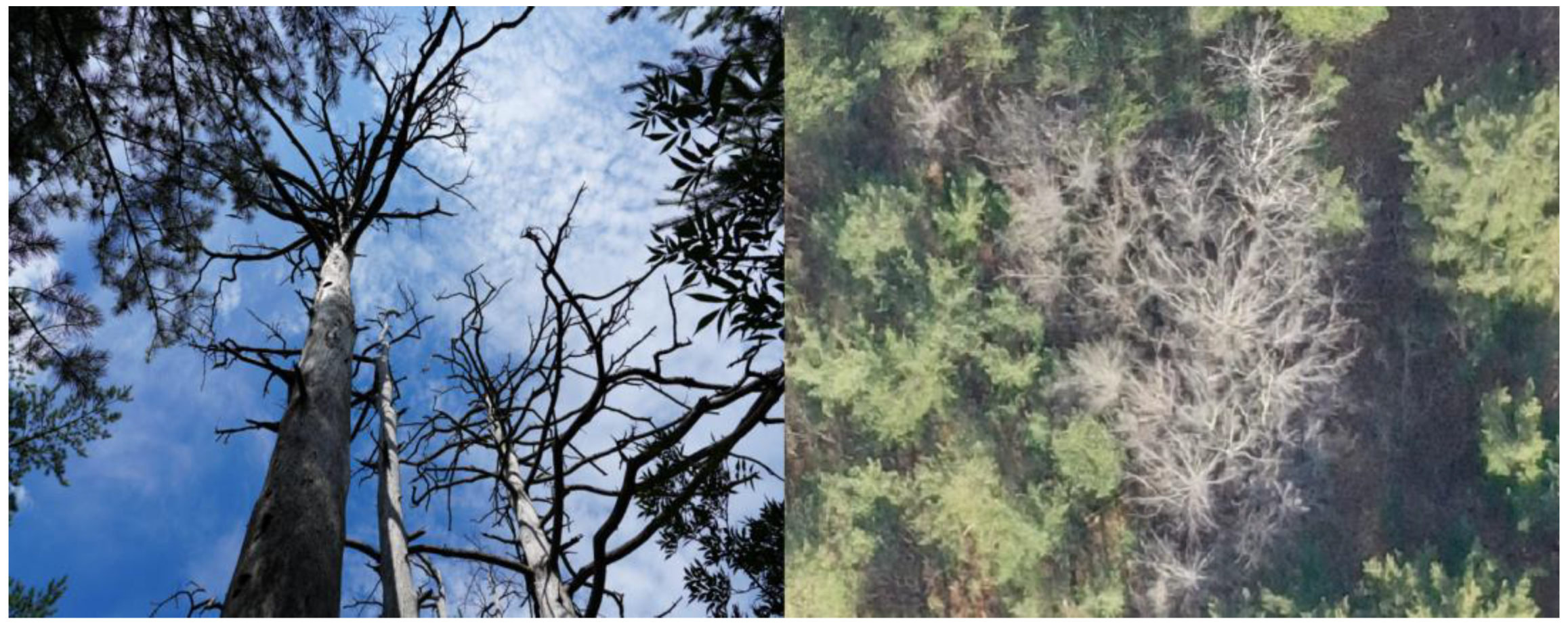 Forests 14 00903 g002 Forests 14 00903 g002