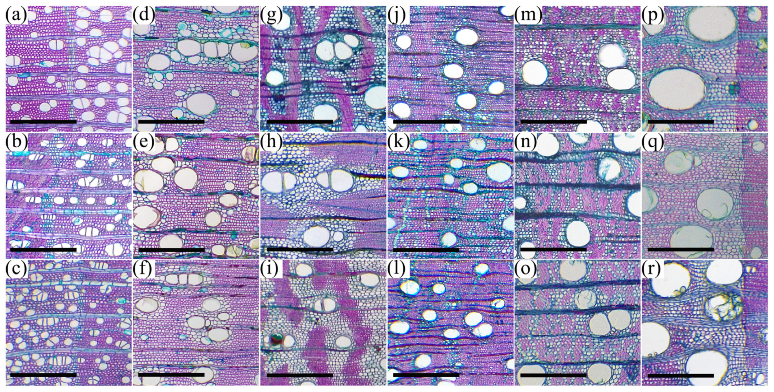 Forests 14 00950 g001