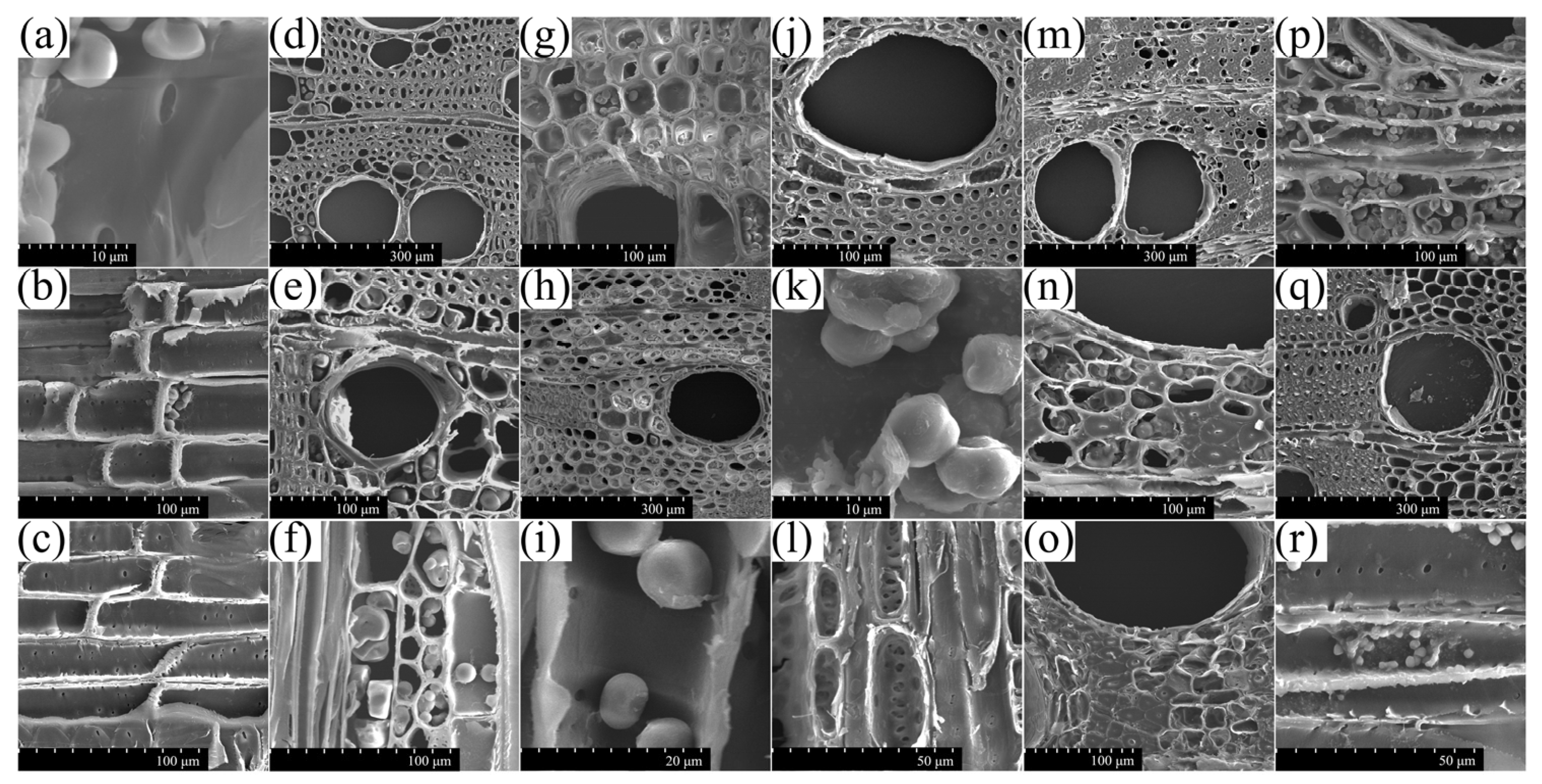 Forests 14 00950 g006