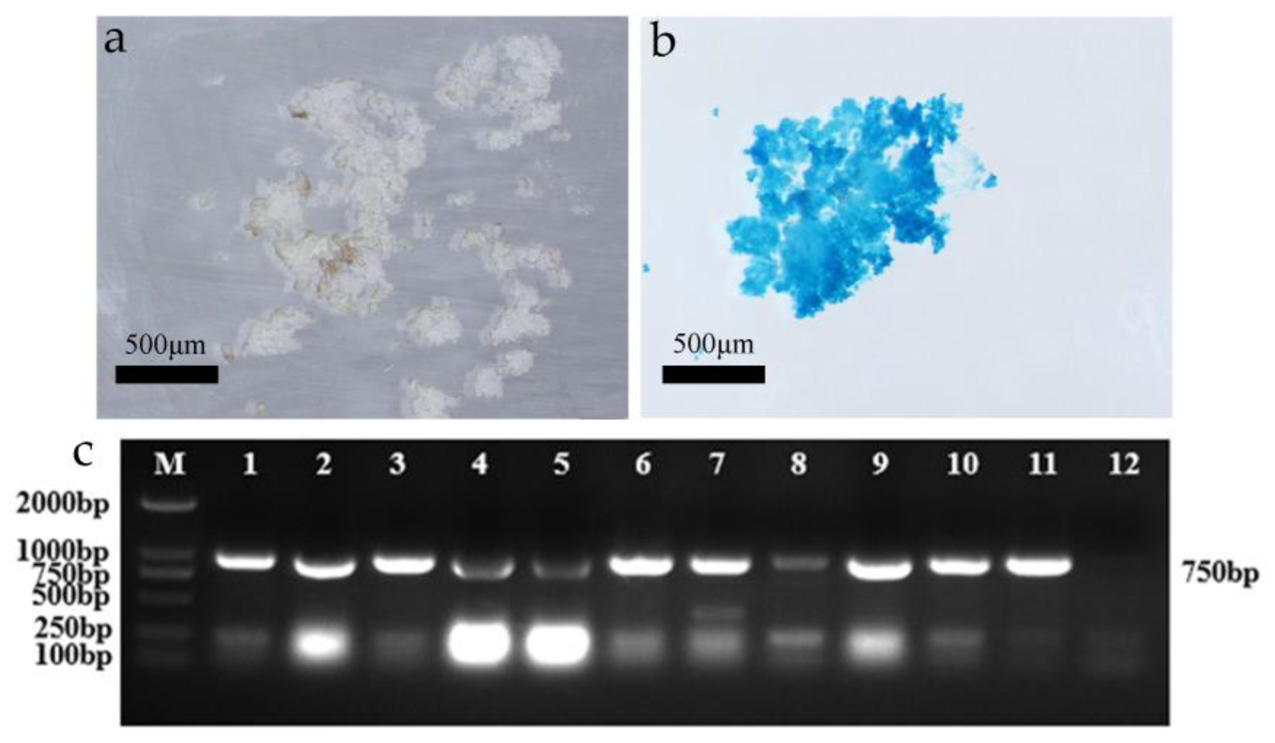 Forests 14 00957 g005 Forests 14 00957 g005