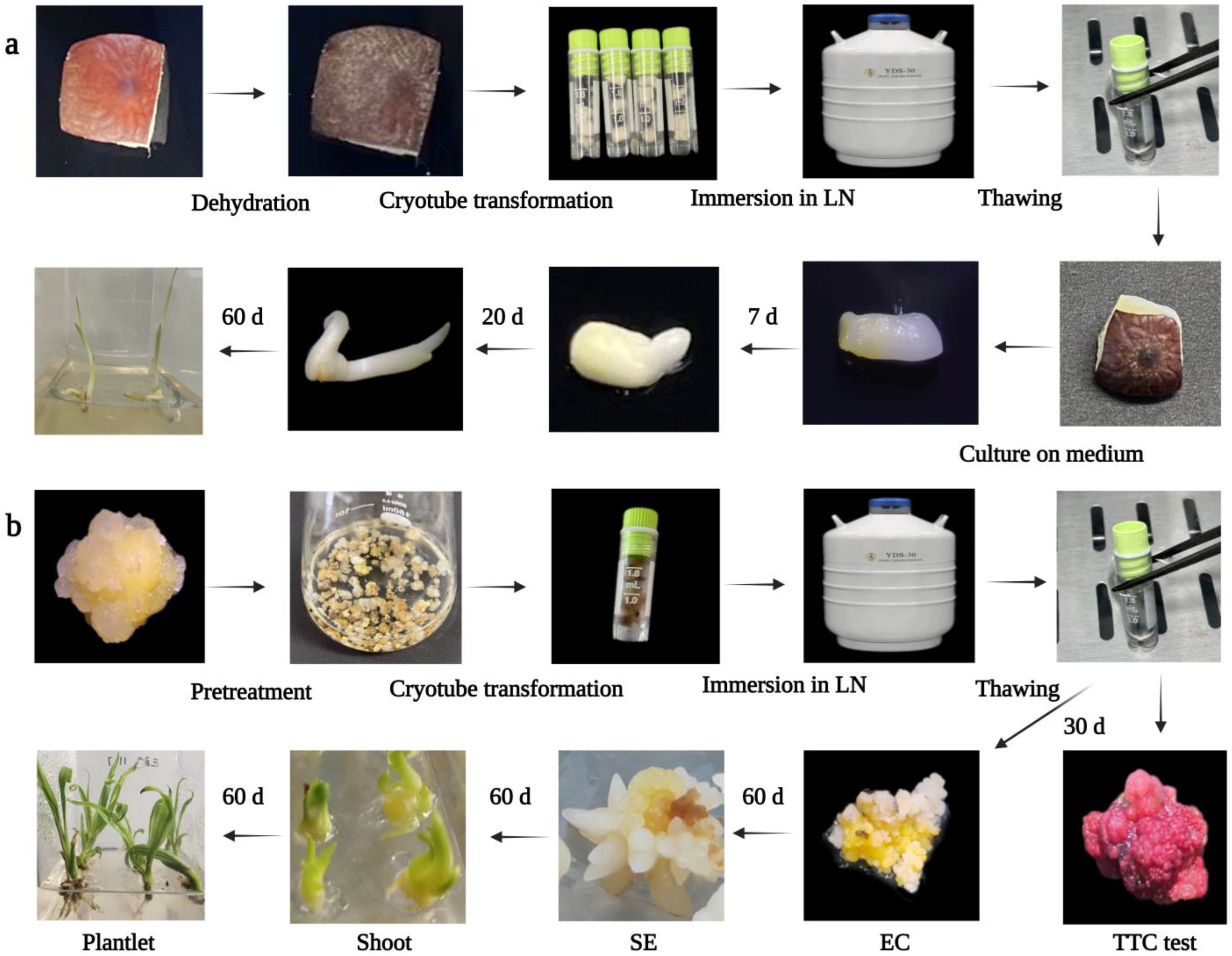 Forests 14 00966 g001
