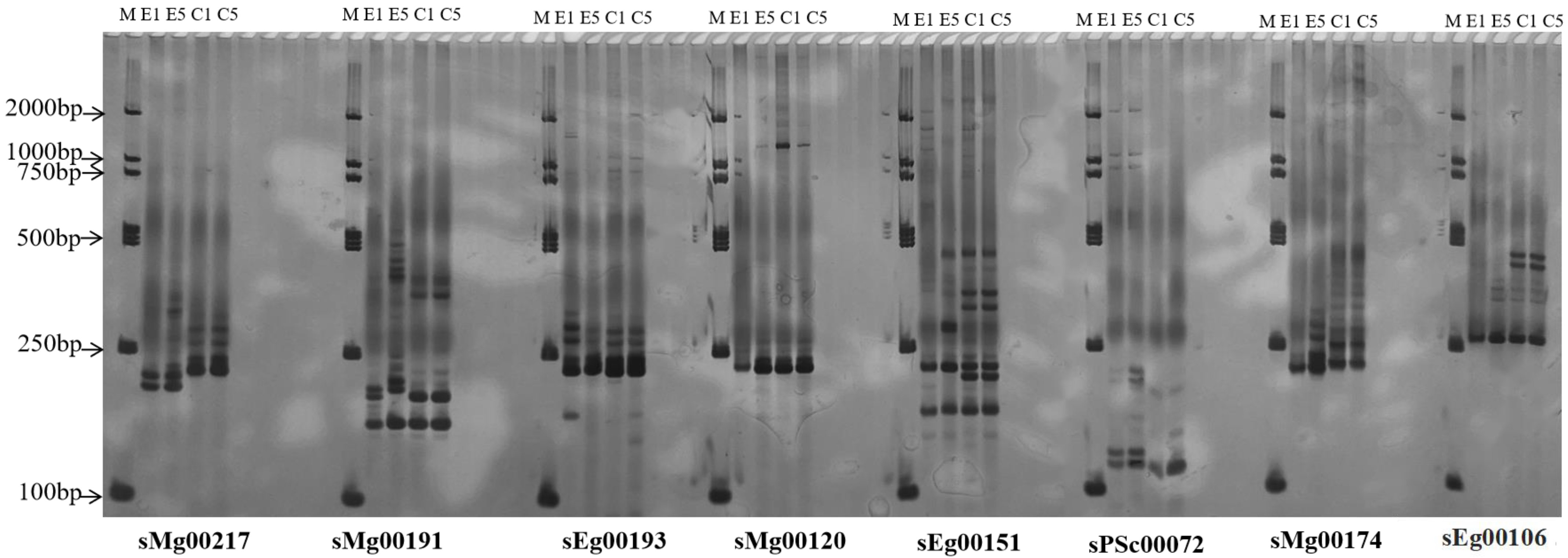 Forests 14 00966 g004