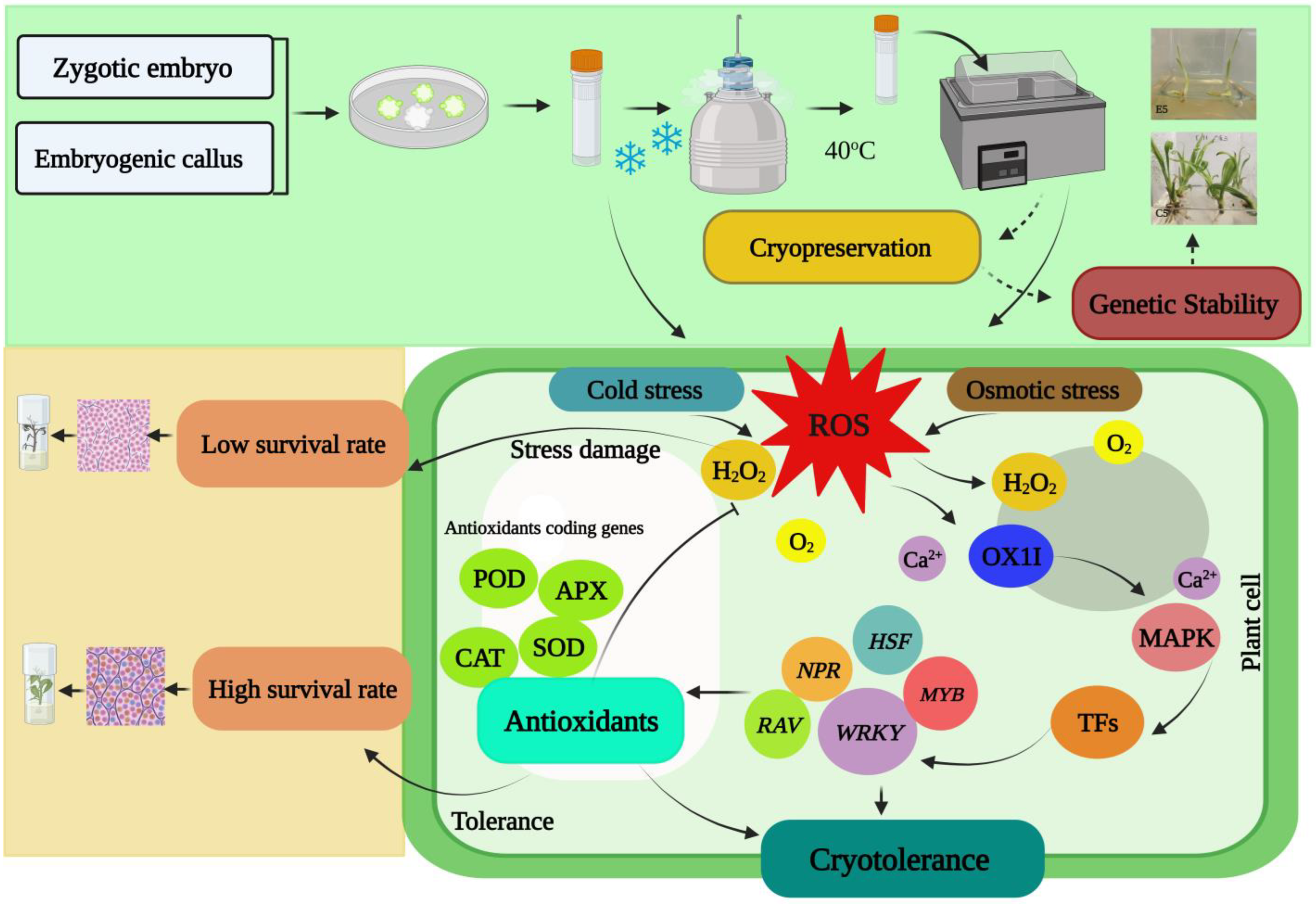 Forests 14 00966 g007