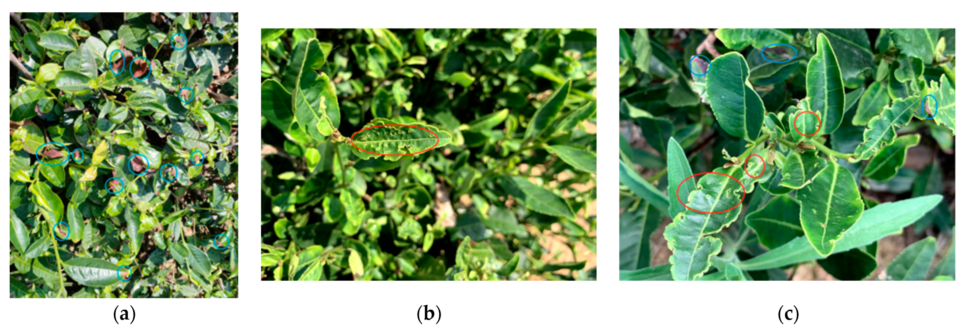 Forests 14 01012 g001