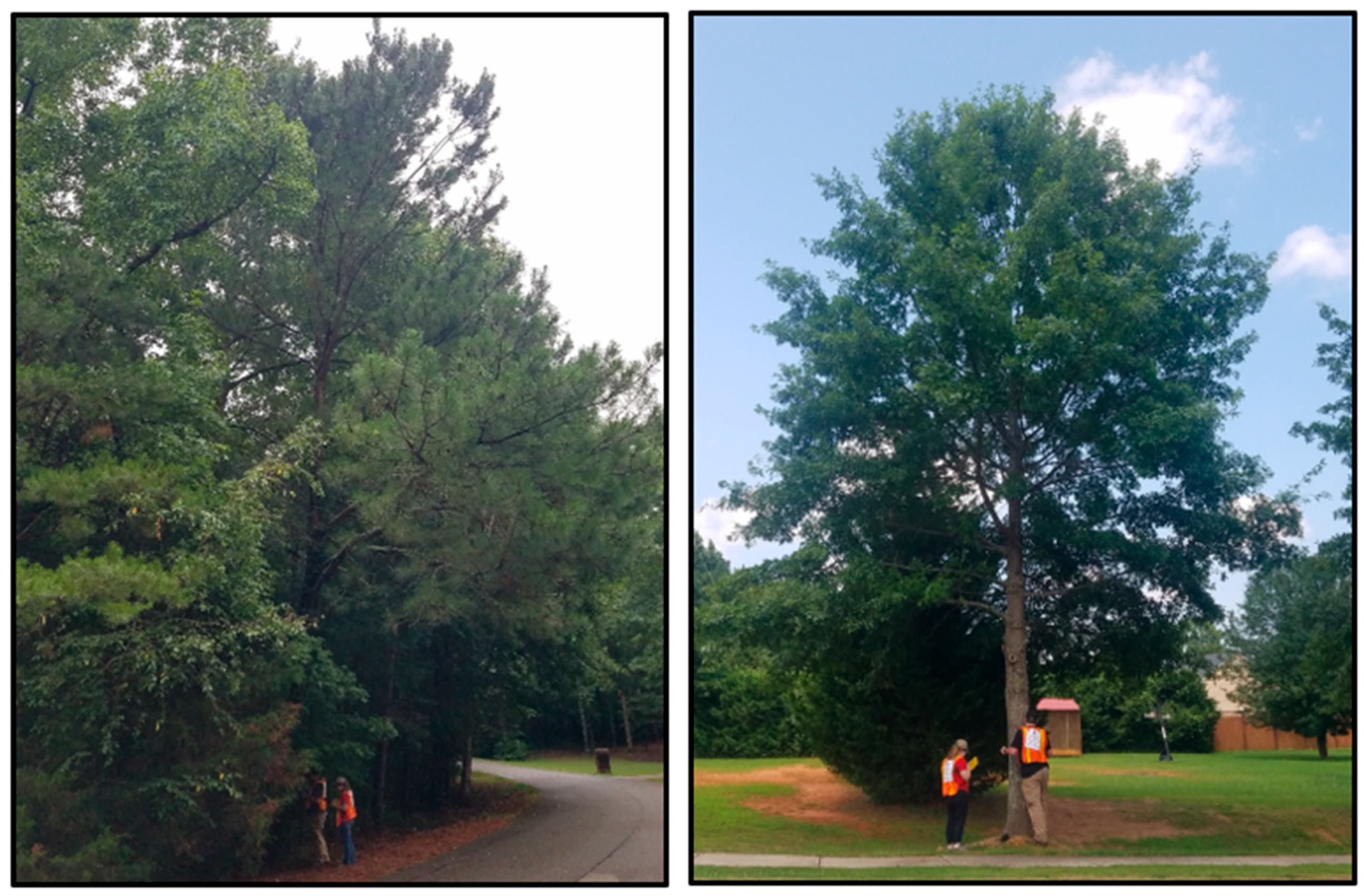 Forests 14 01064 g002