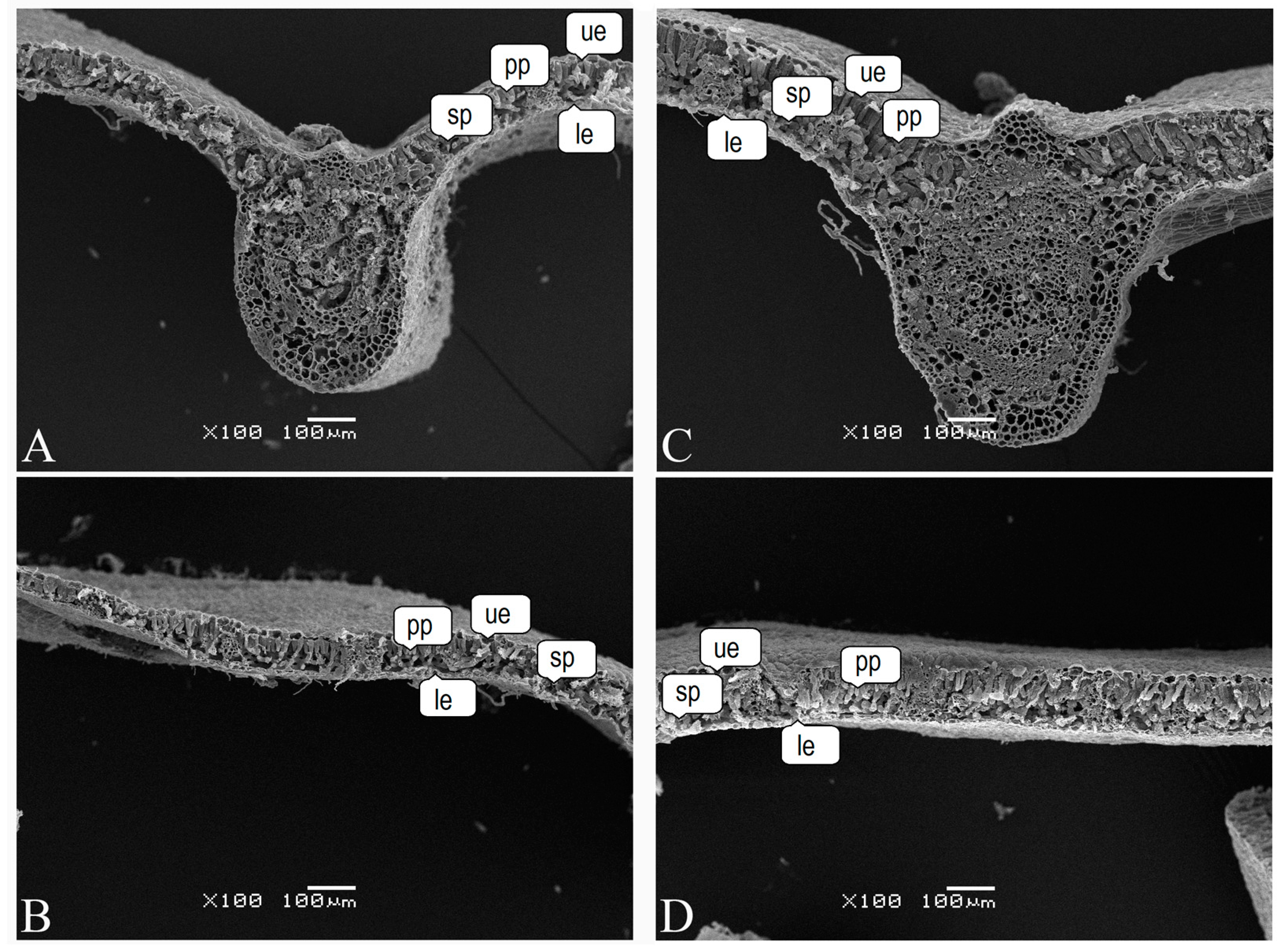 Forests 14 01079 g004 Forests 14 01079 g004