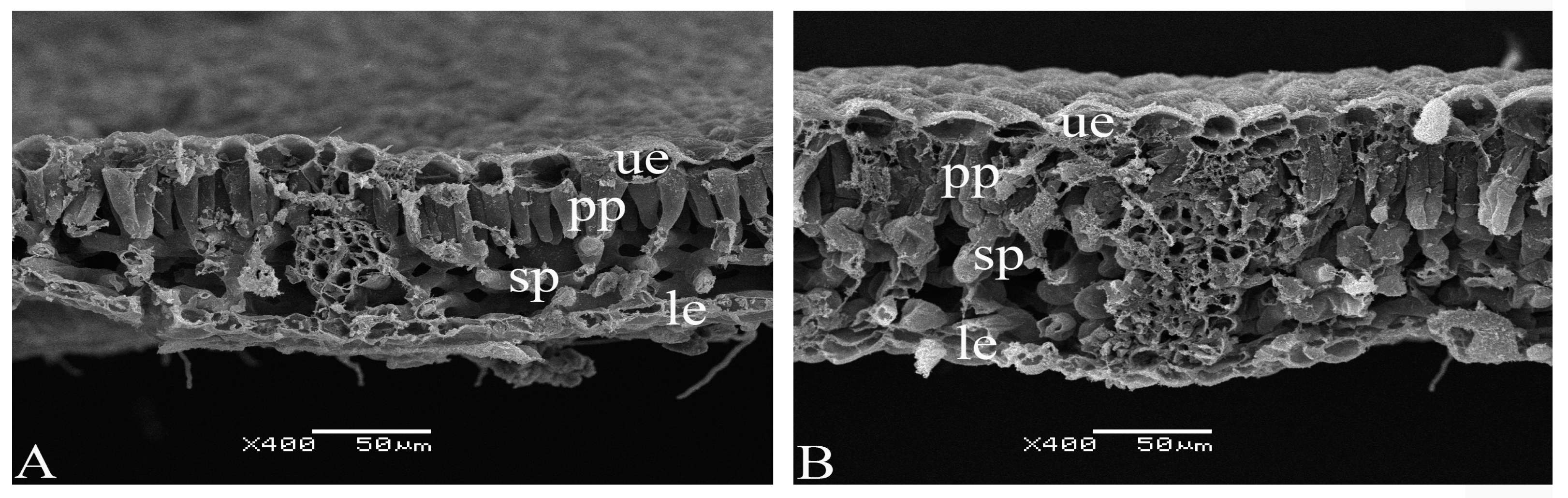 Forests 14 01079 g005 Forests 14 01079 g005