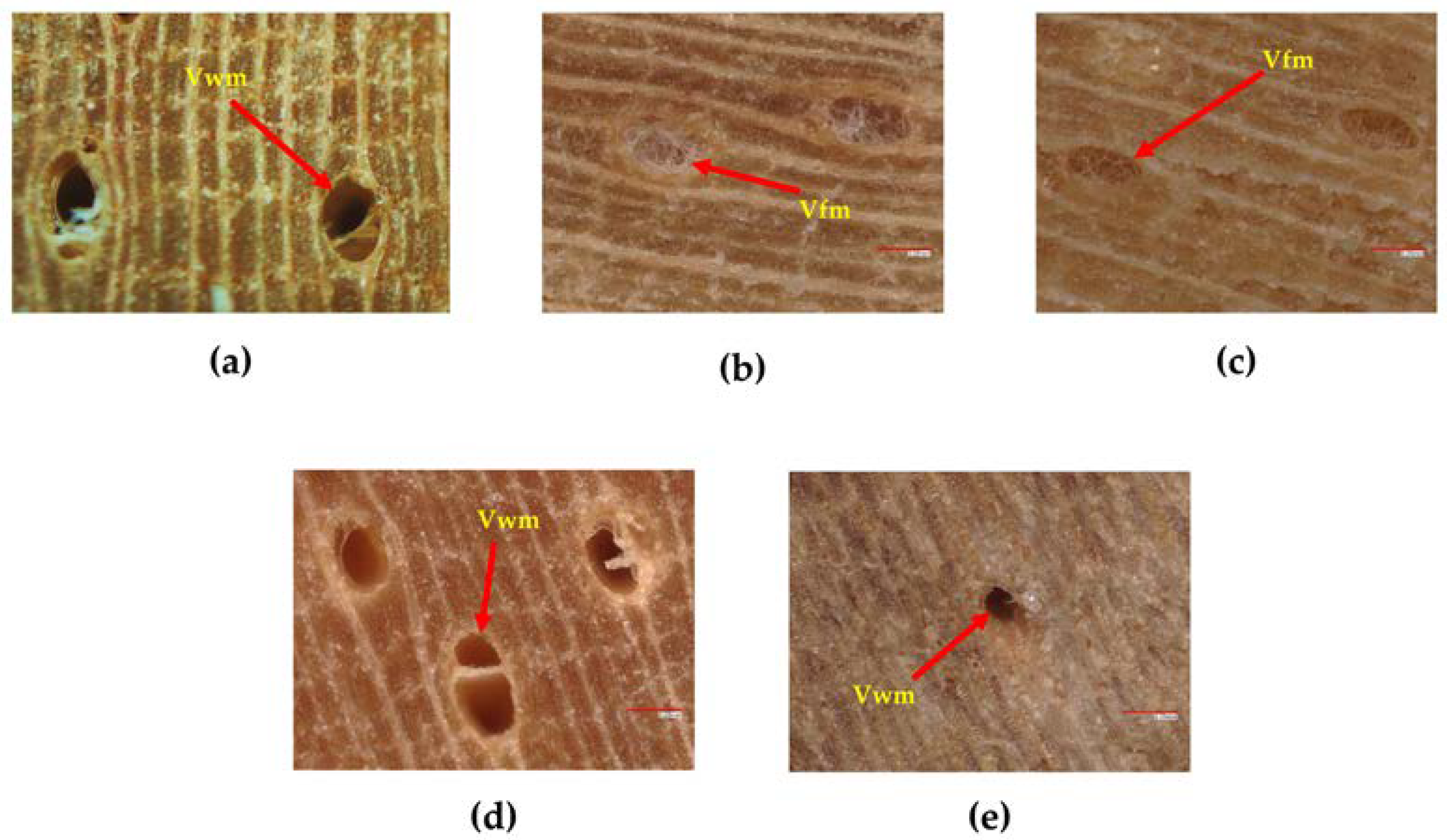 Forests 14 01115 g006
