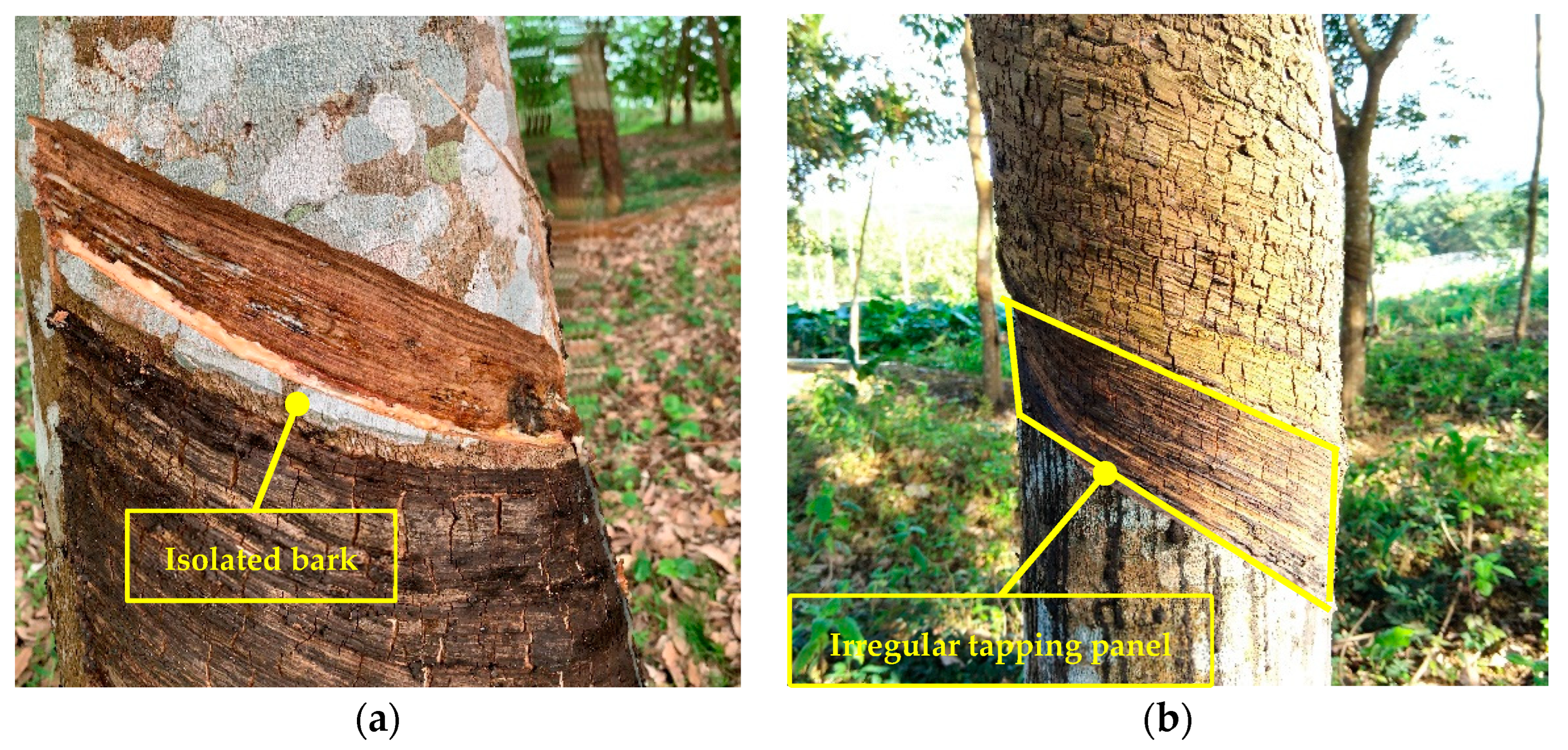 Forests 14 01122 g010