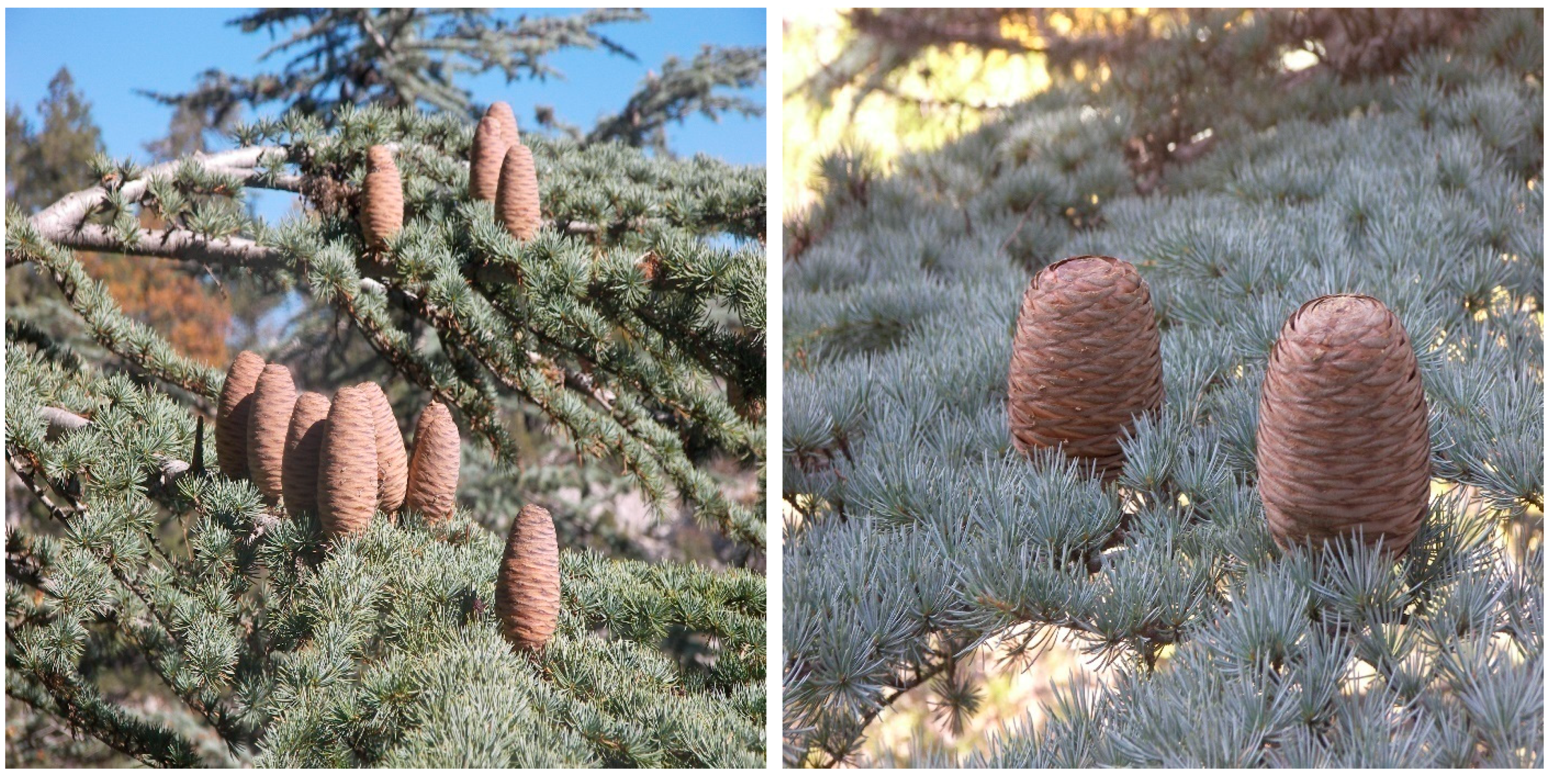 Forests 14 01130 g003 Forests 14 01130 g003