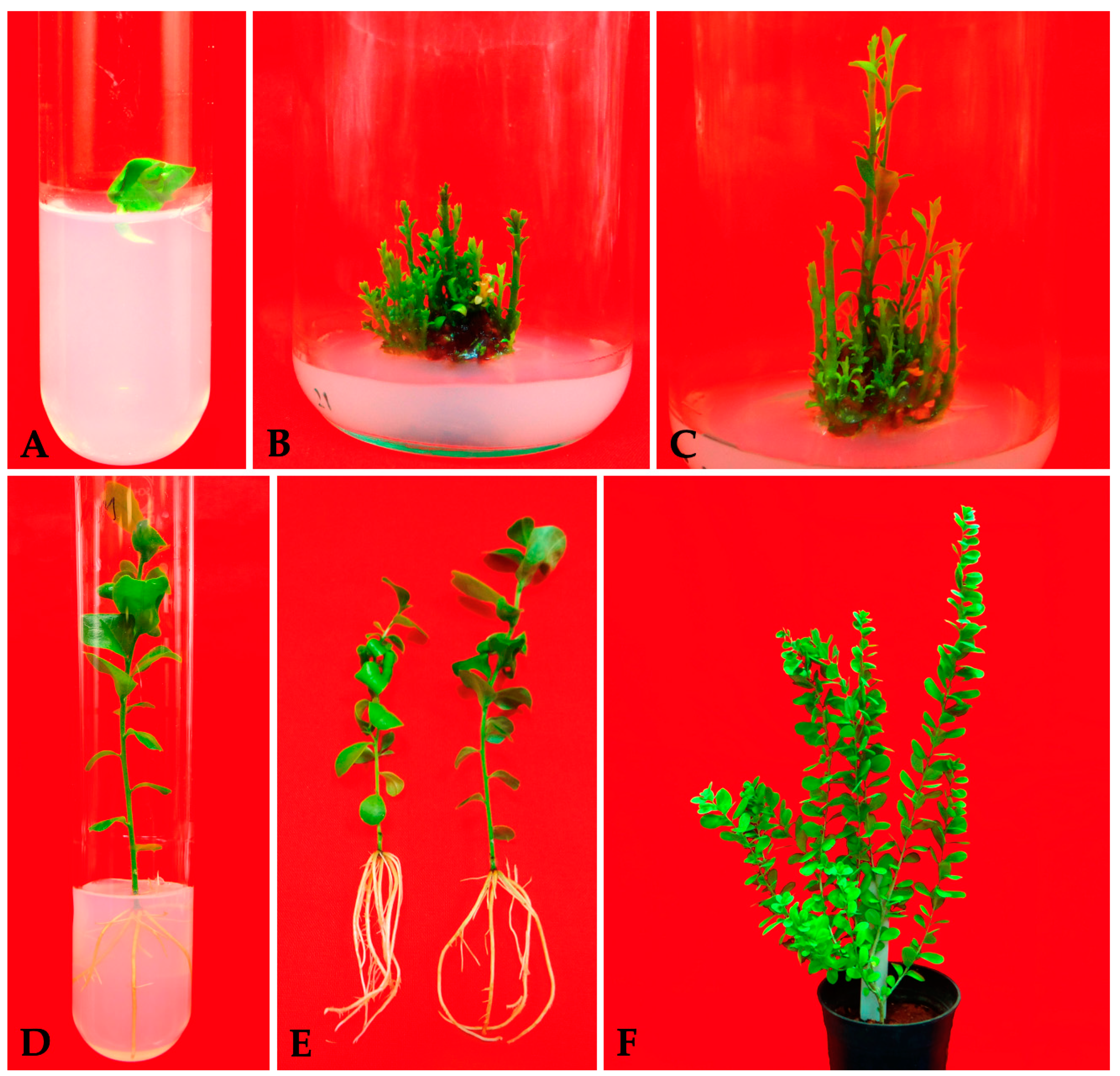 Forests 14 01160 g001