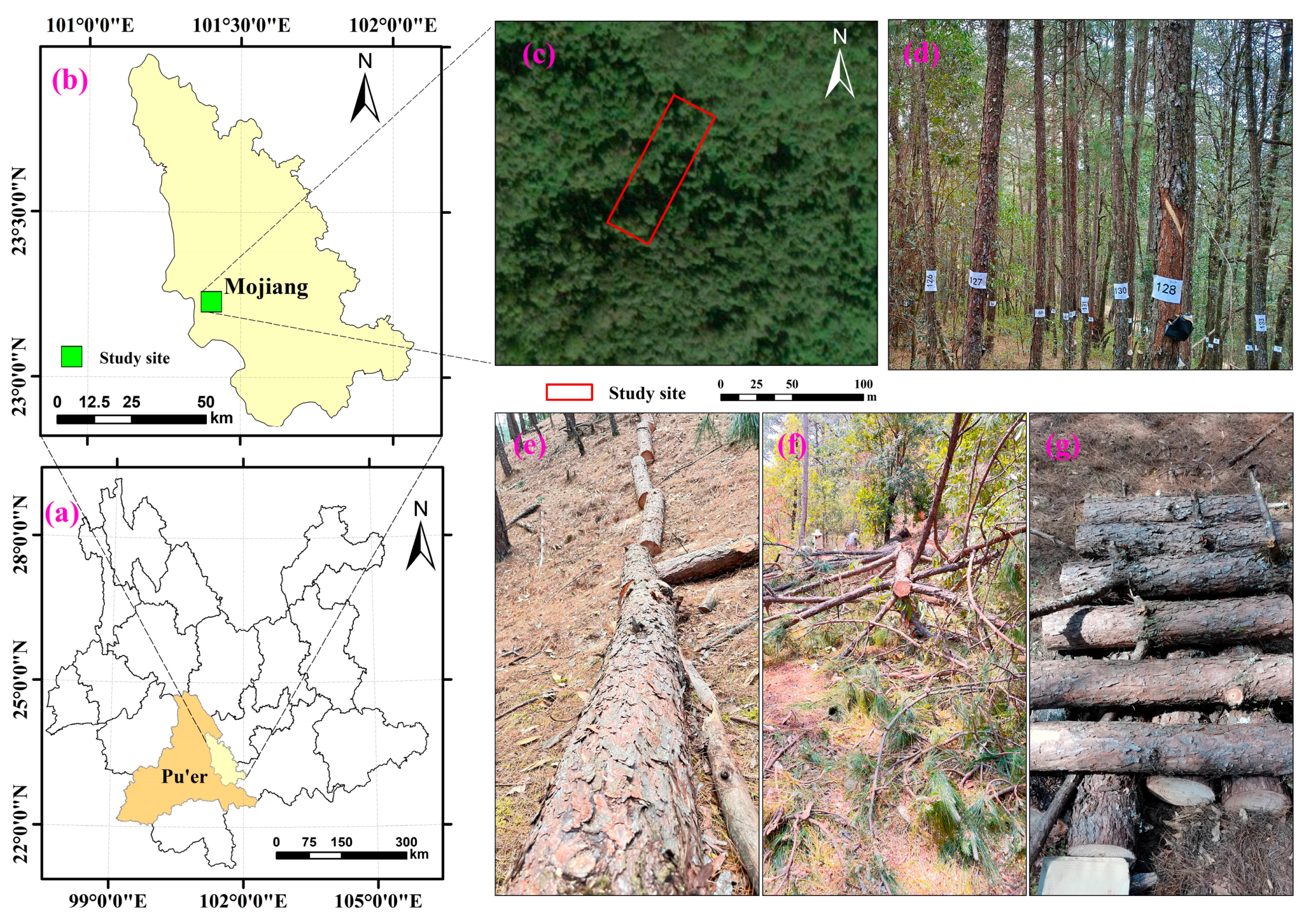 Forests 14 01177 g001