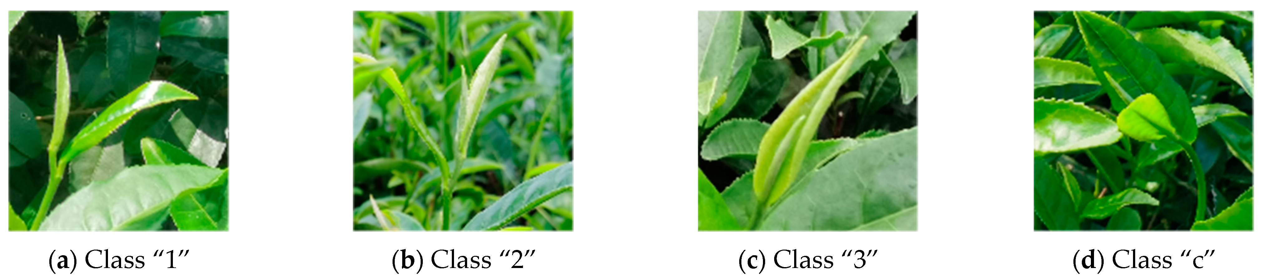 Forests 14 01188 g001