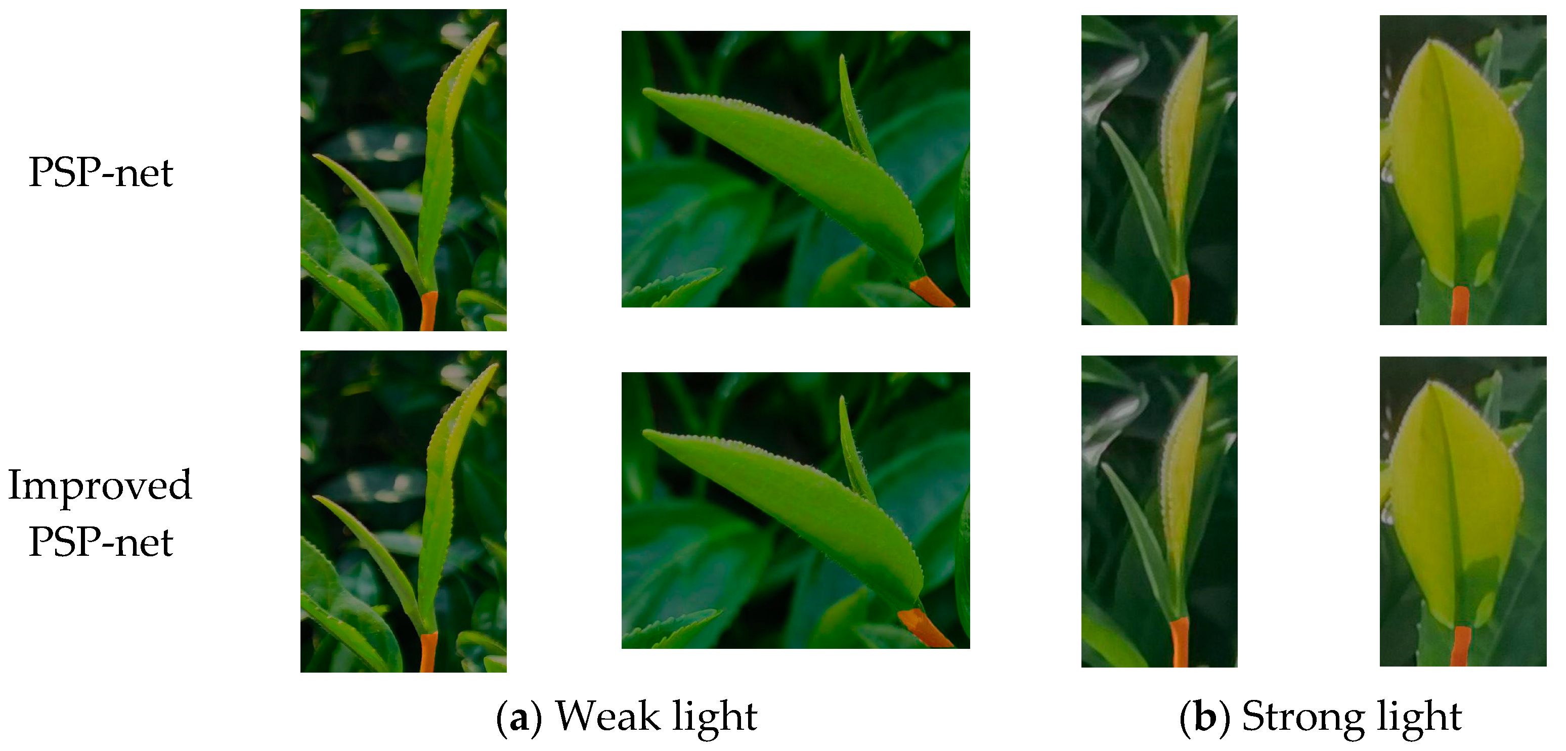 Forests 14 01188 g011