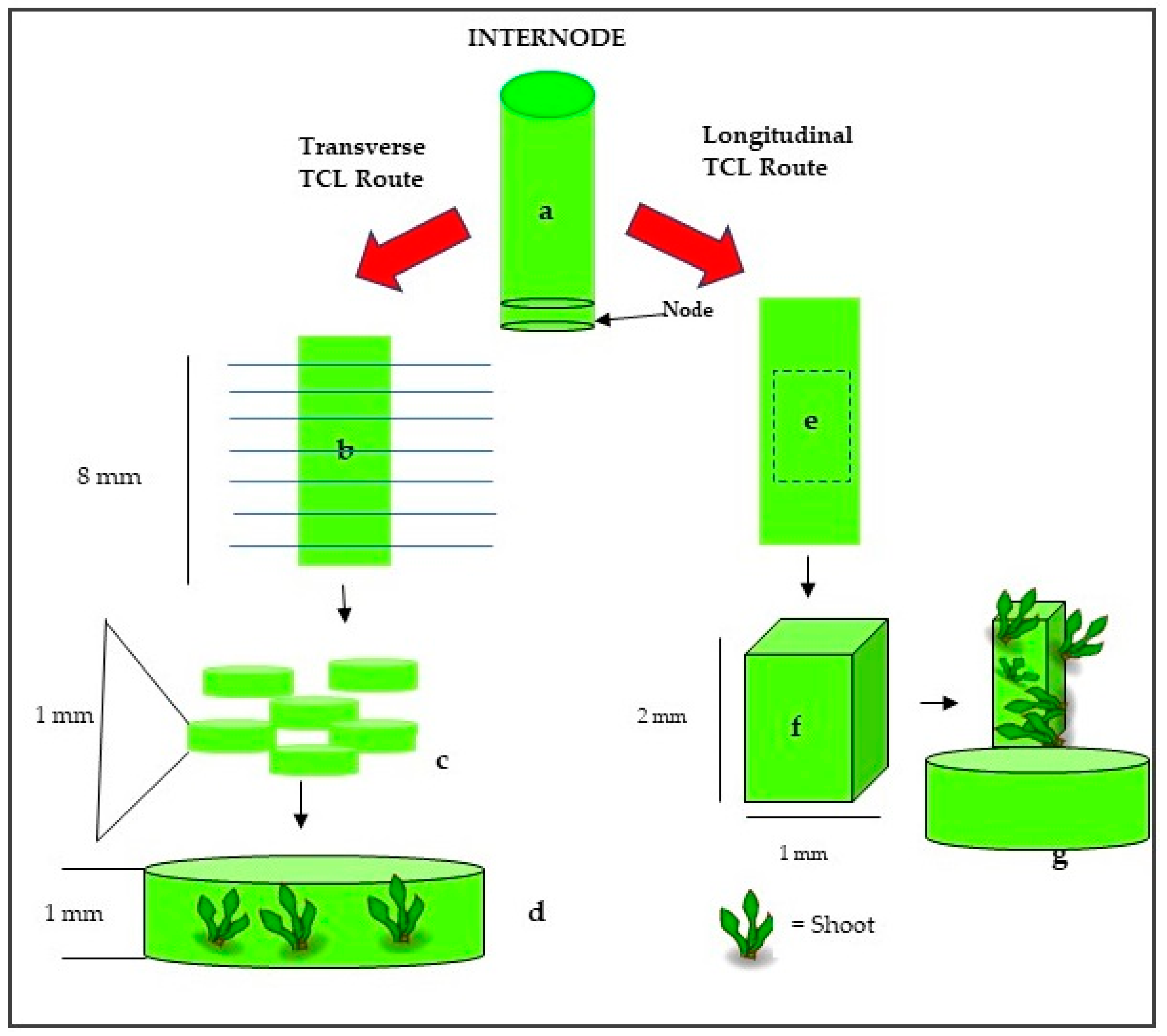 Forests 14 01212 g001