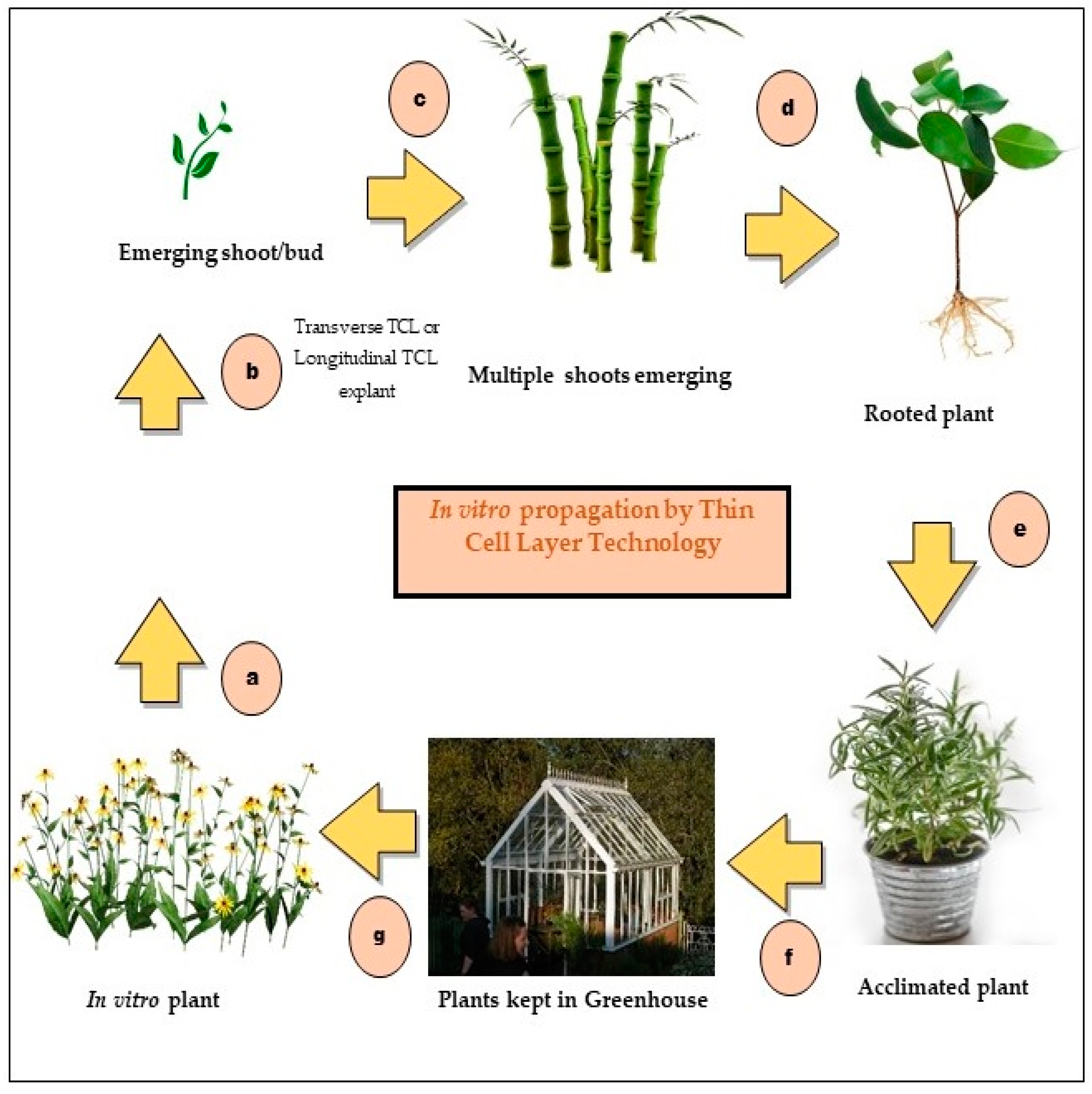 Forests 14 01212 g002