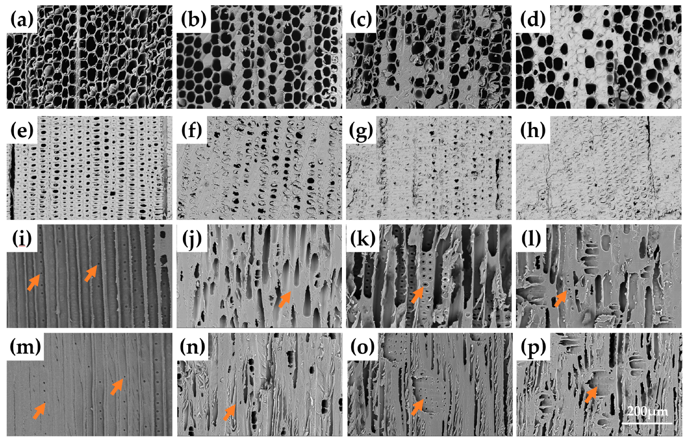 Forests 14 01242 g003