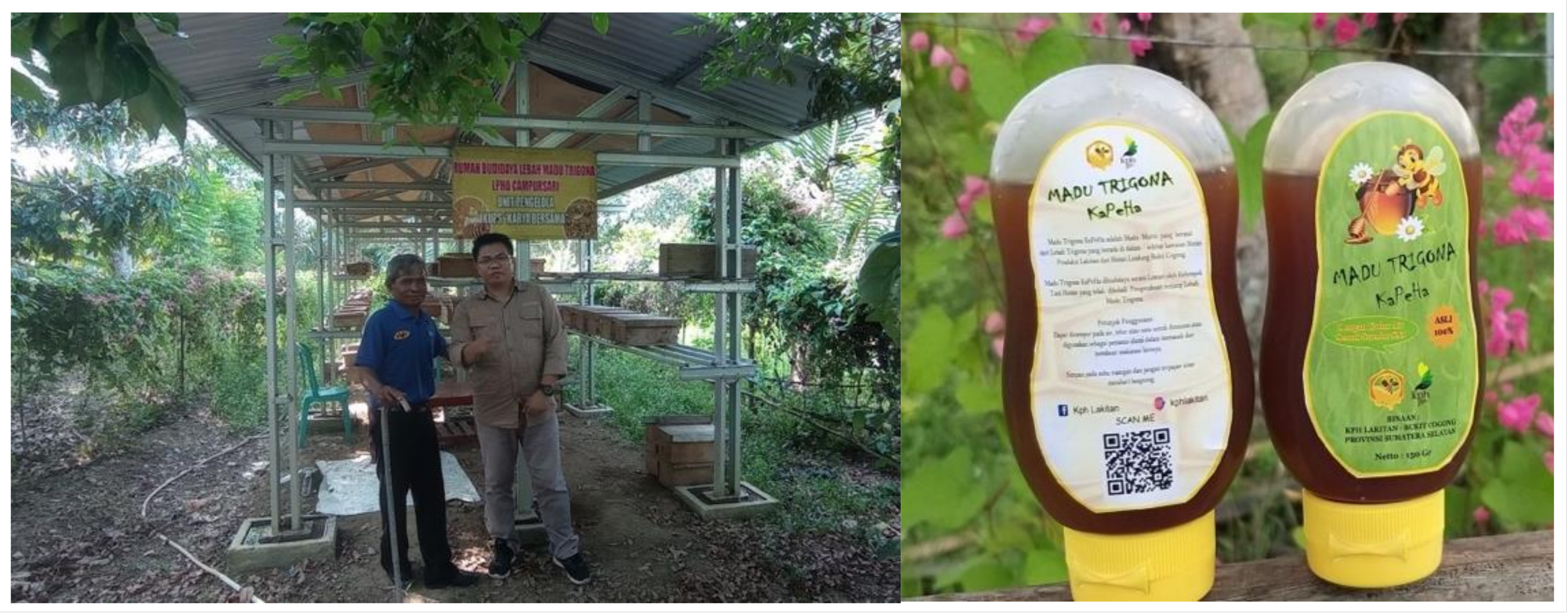 Forests 14 01251 g004