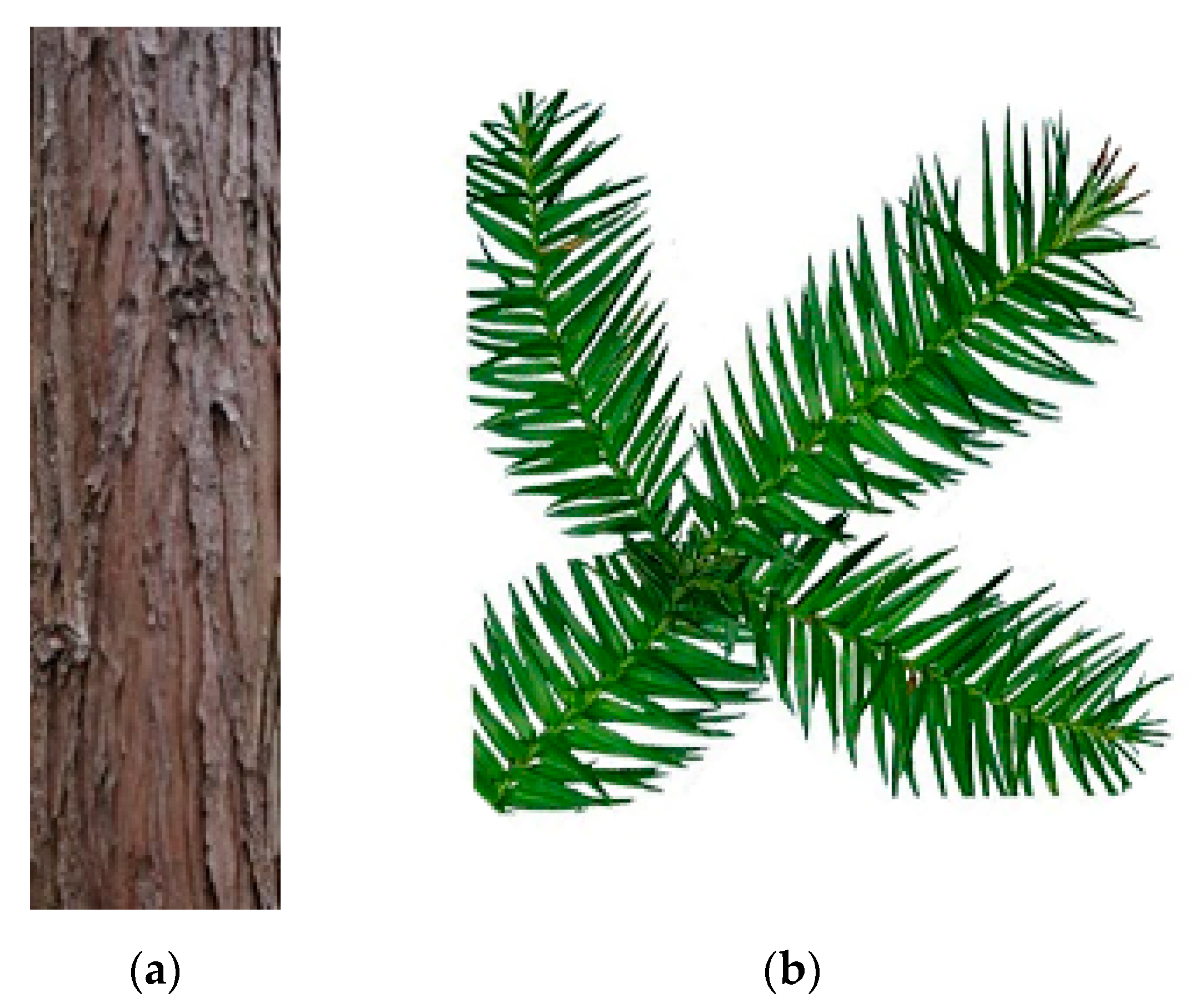 Forests 14 01267 g003