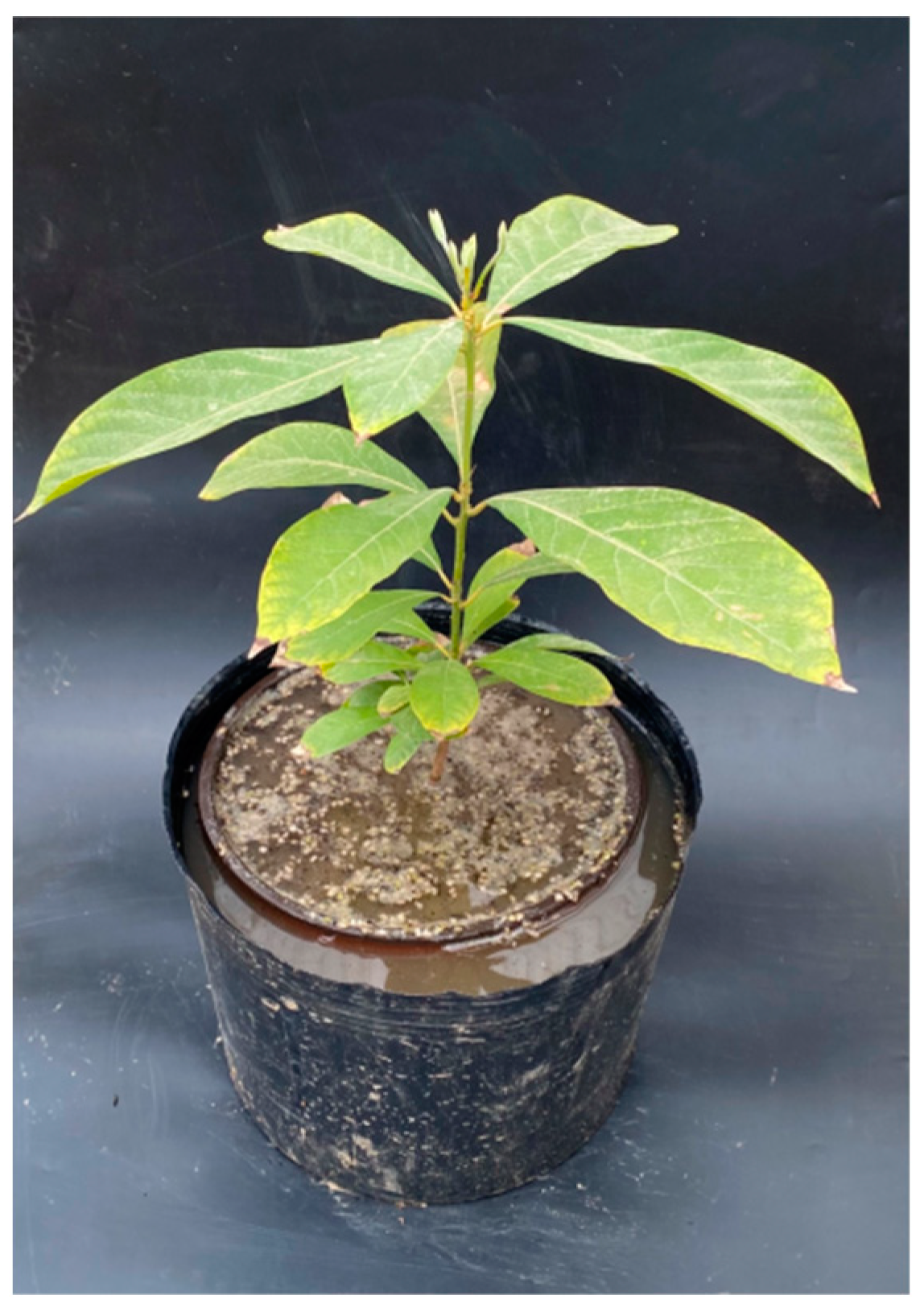 Forests 14 01294 g001