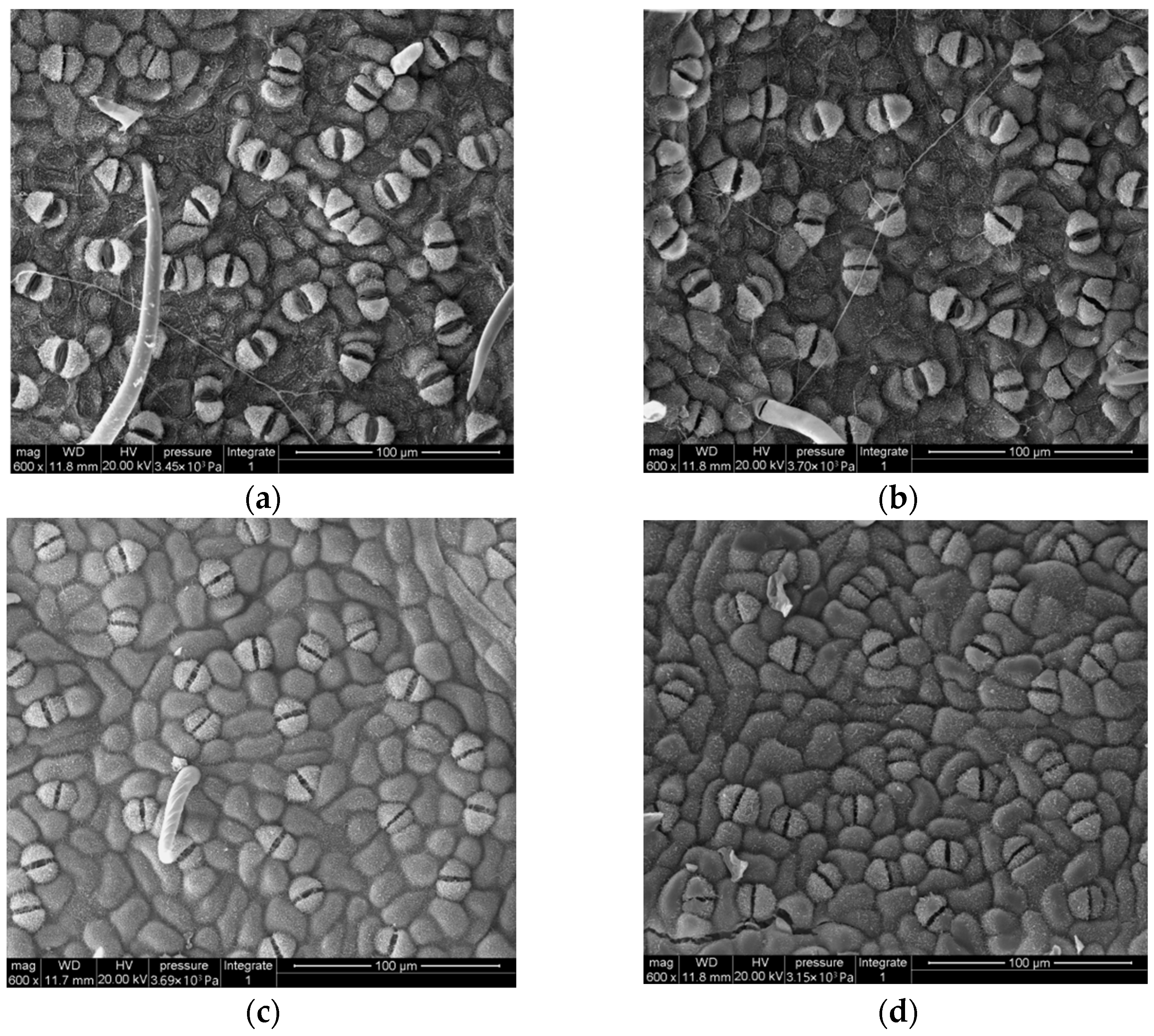 Forests 14 01294 g002