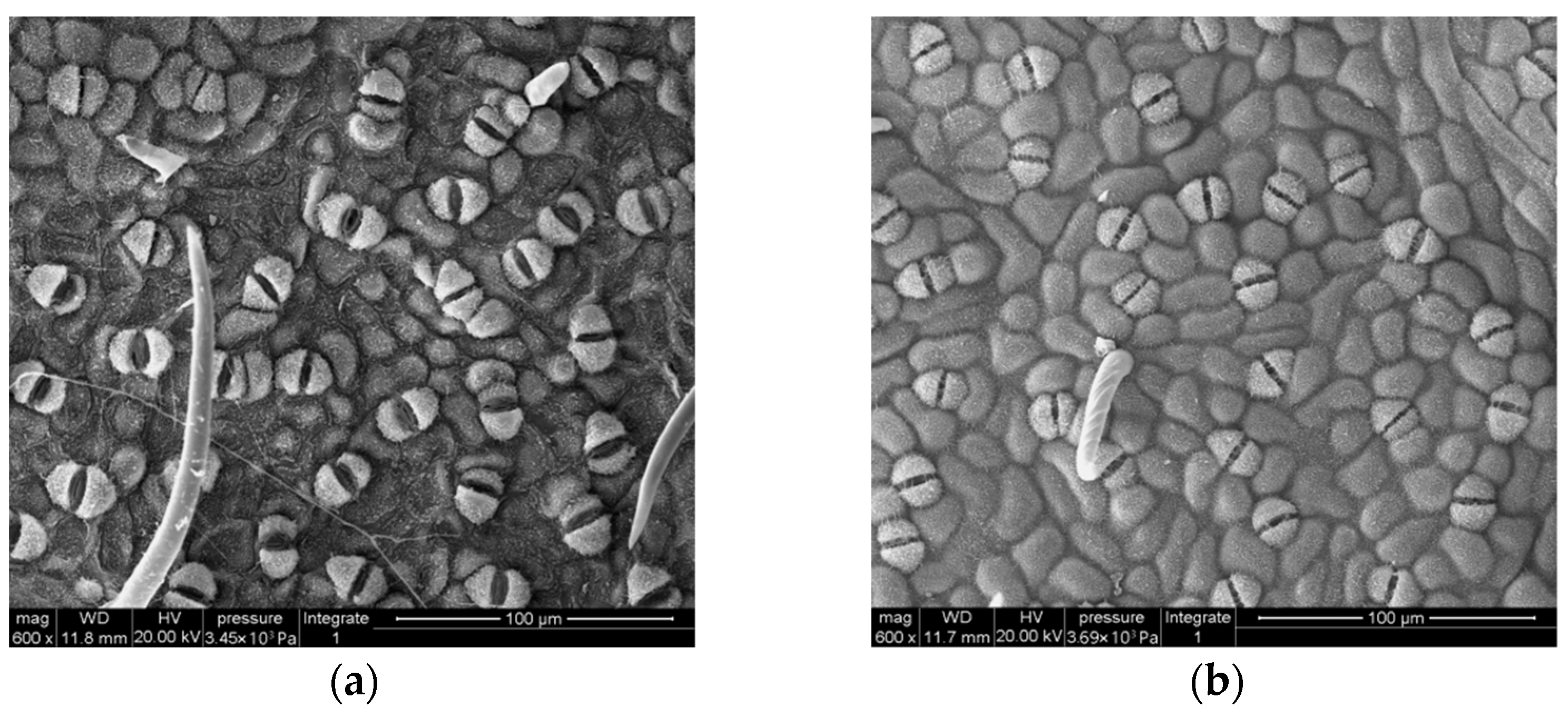 Forests 14 01294 g003a