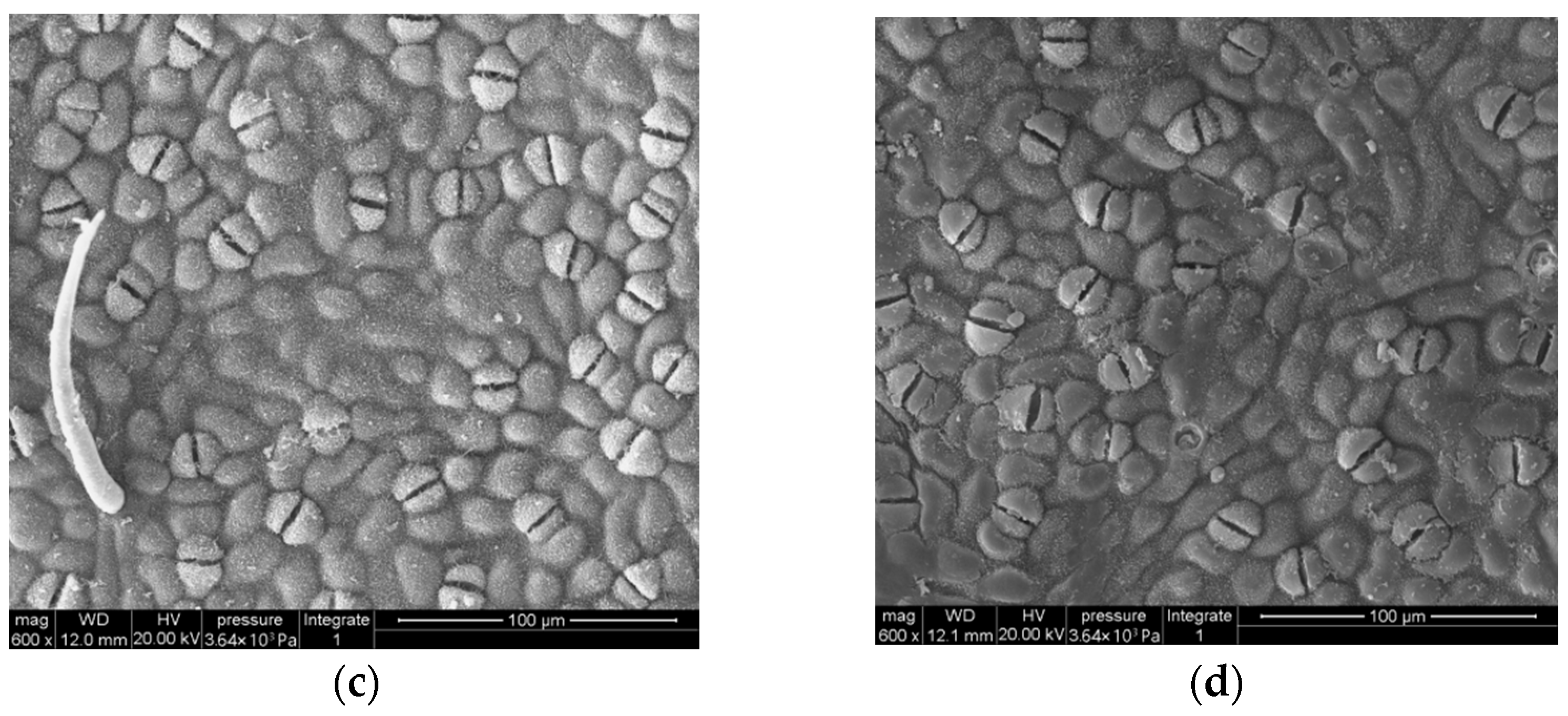 Forests 14 01294 g003b