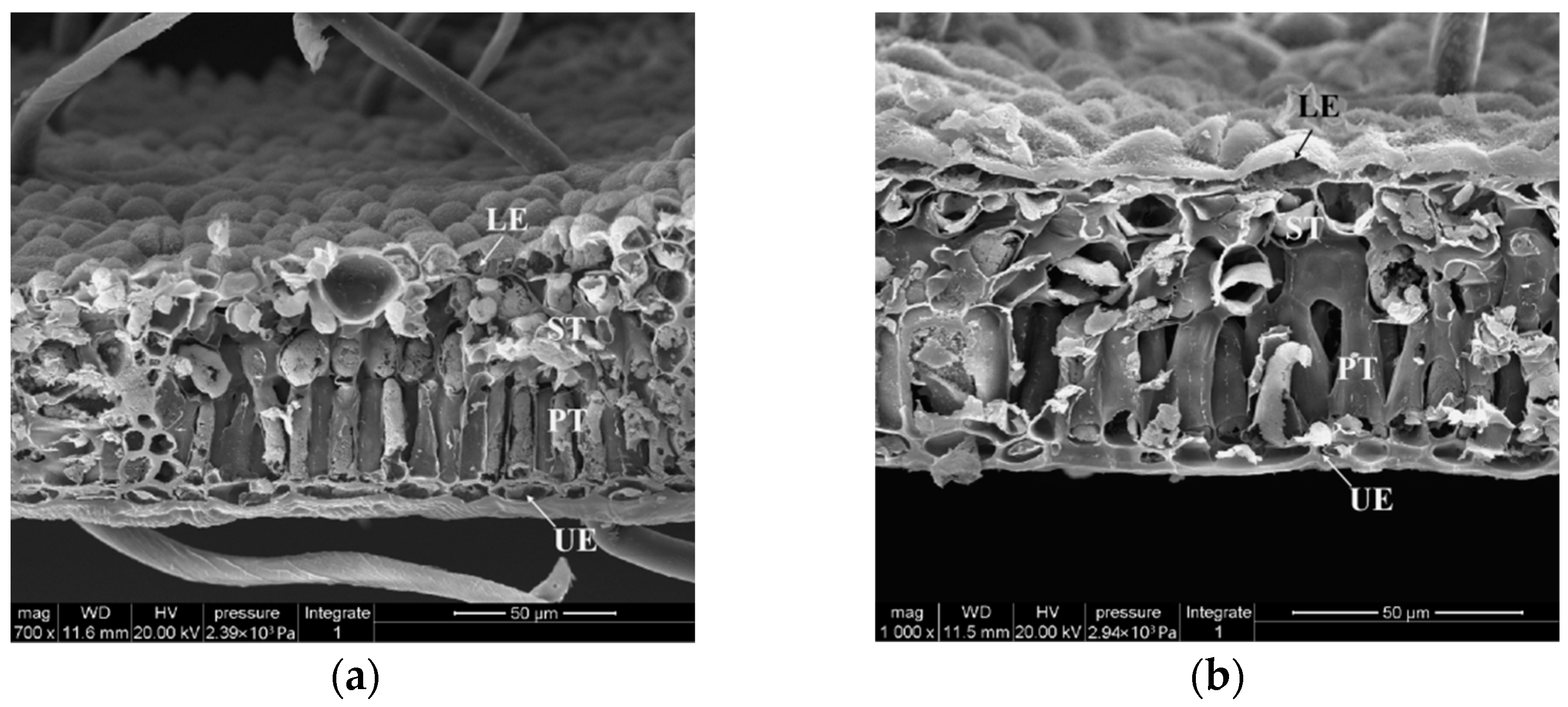 Forests 14 01294 g005a