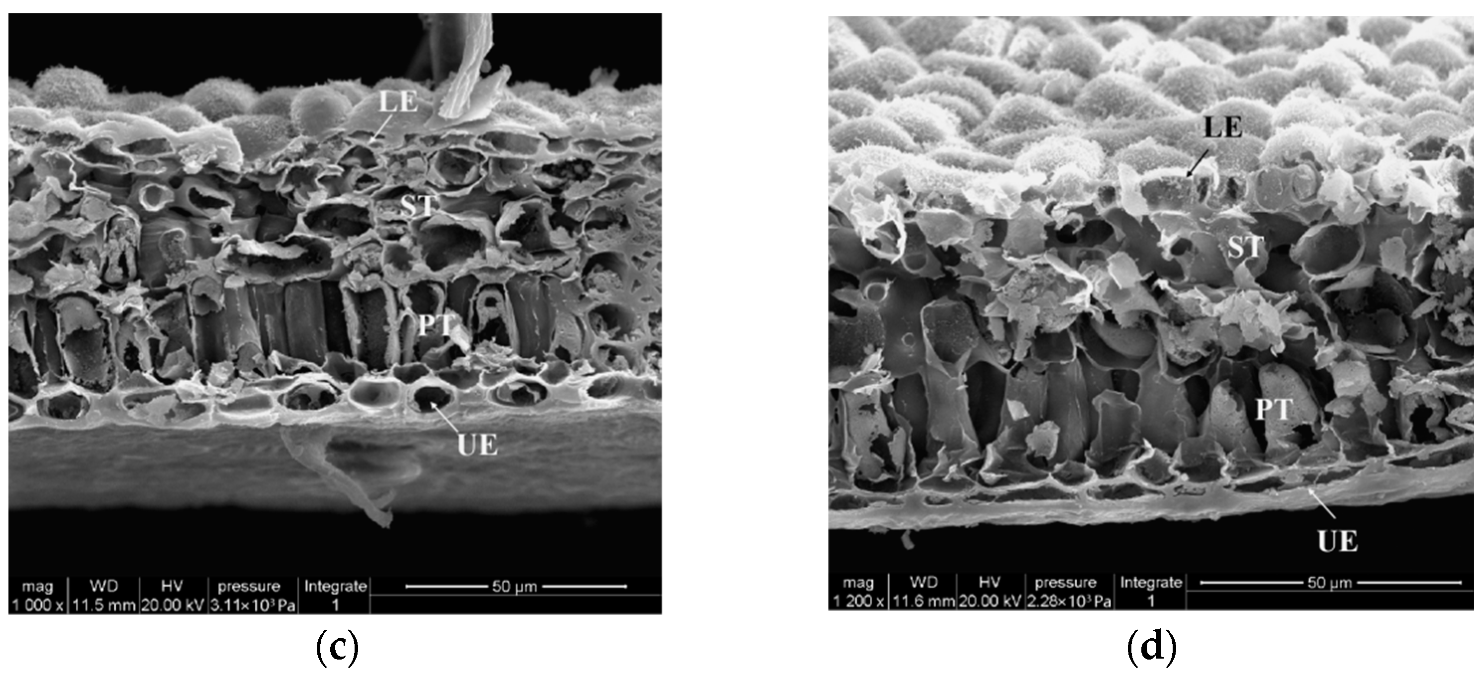 Forests 14 01294 g005b