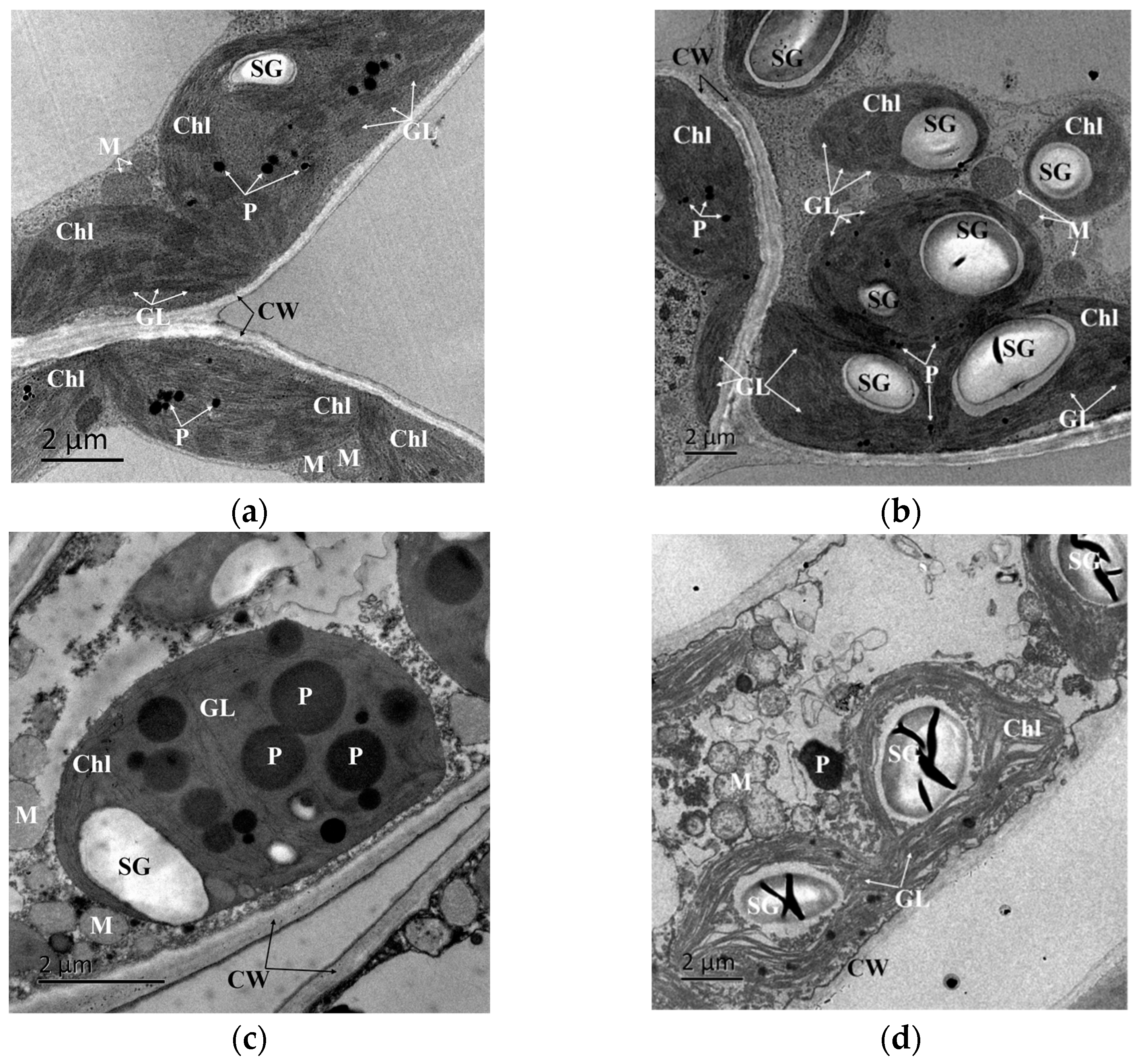 Forests 14 01294 g006