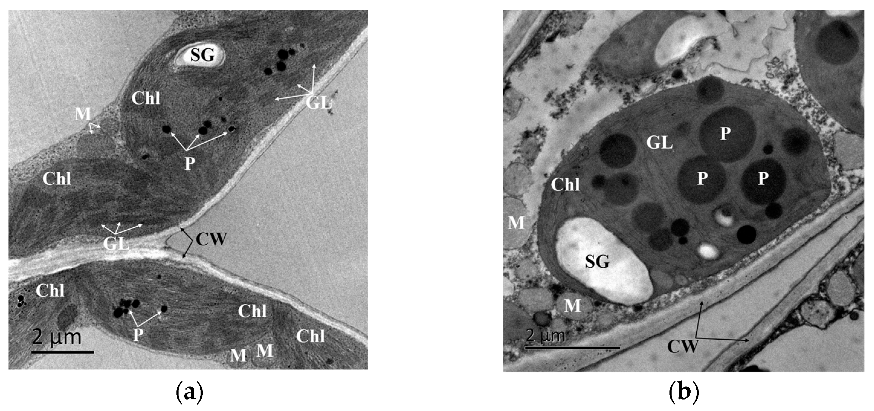 Forests 14 01294 g007a