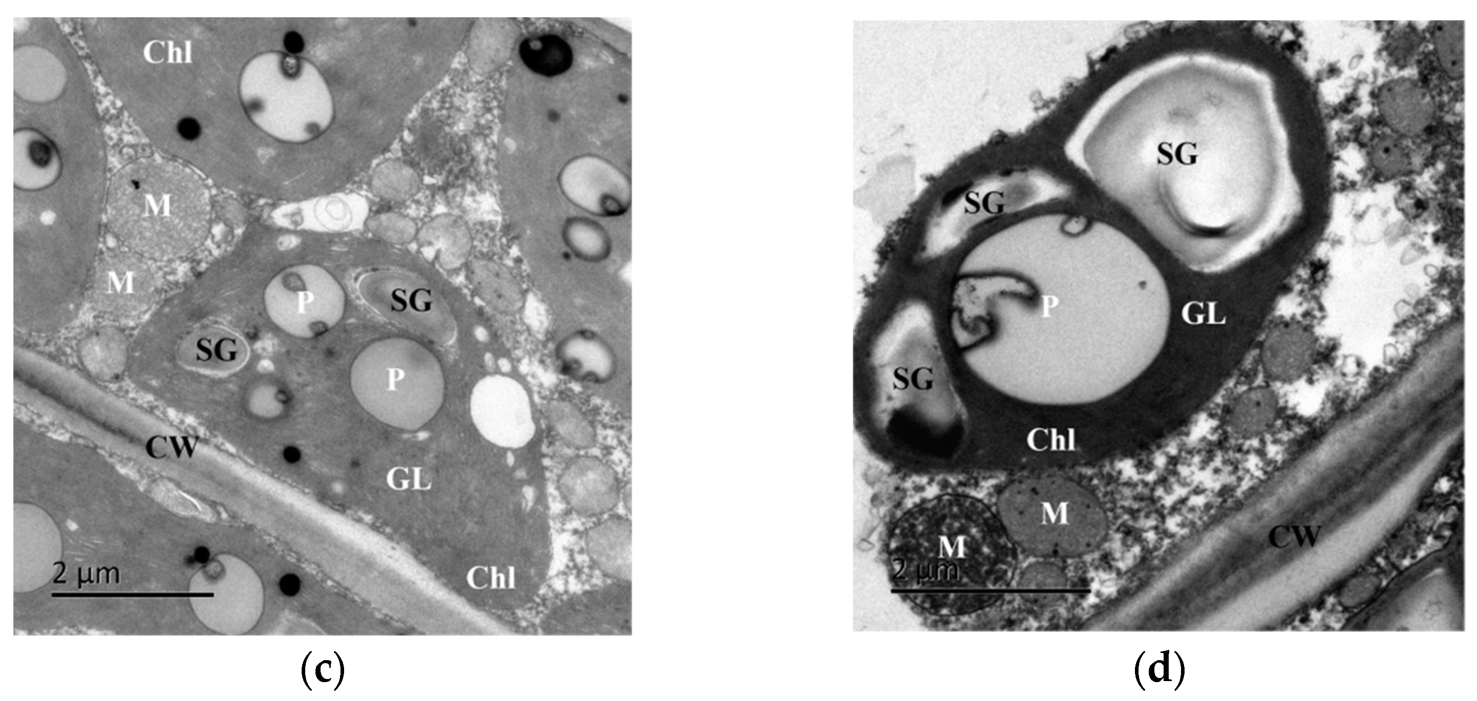 Forests 14 01294 g007b