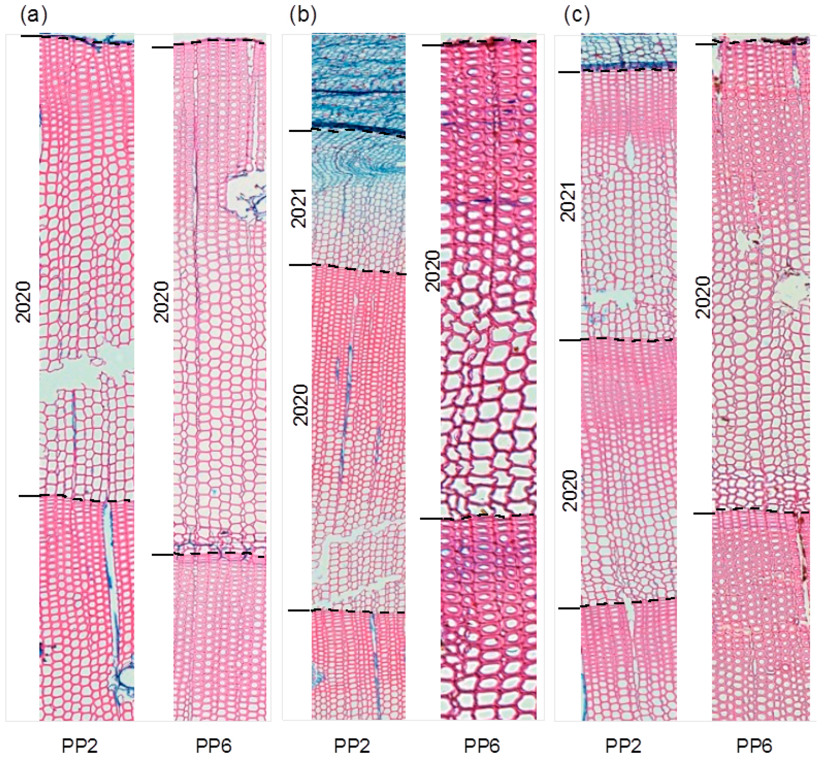 Forests 14 01301 g006