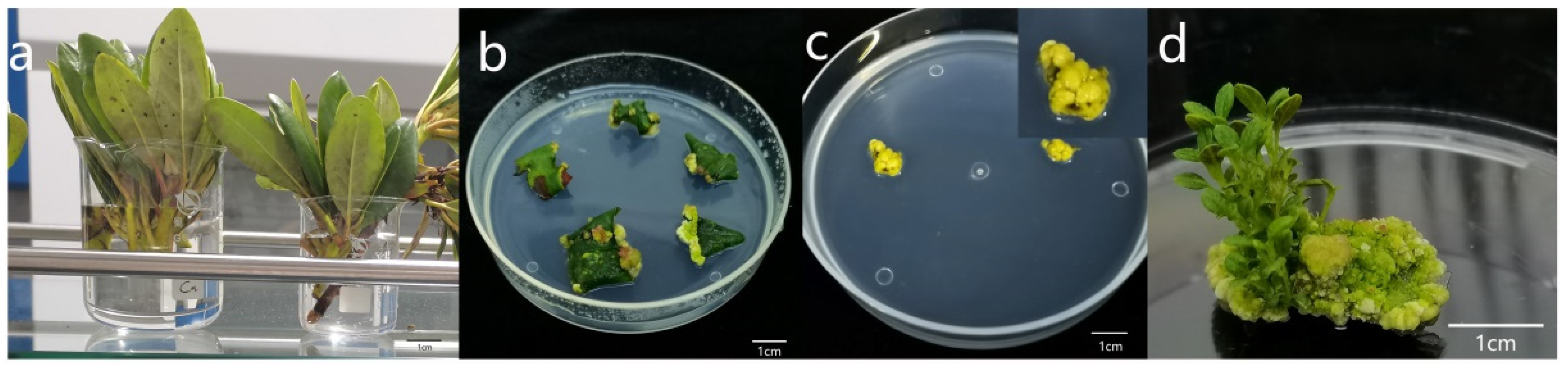 Forests 14 01335 g001 Forests 14 01335 g001