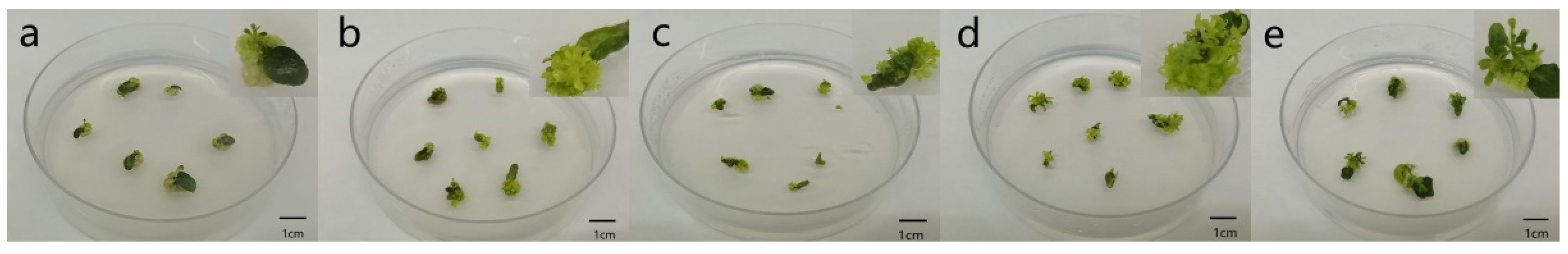 Forests 14 01335 g002 Forests 14 01335 g002