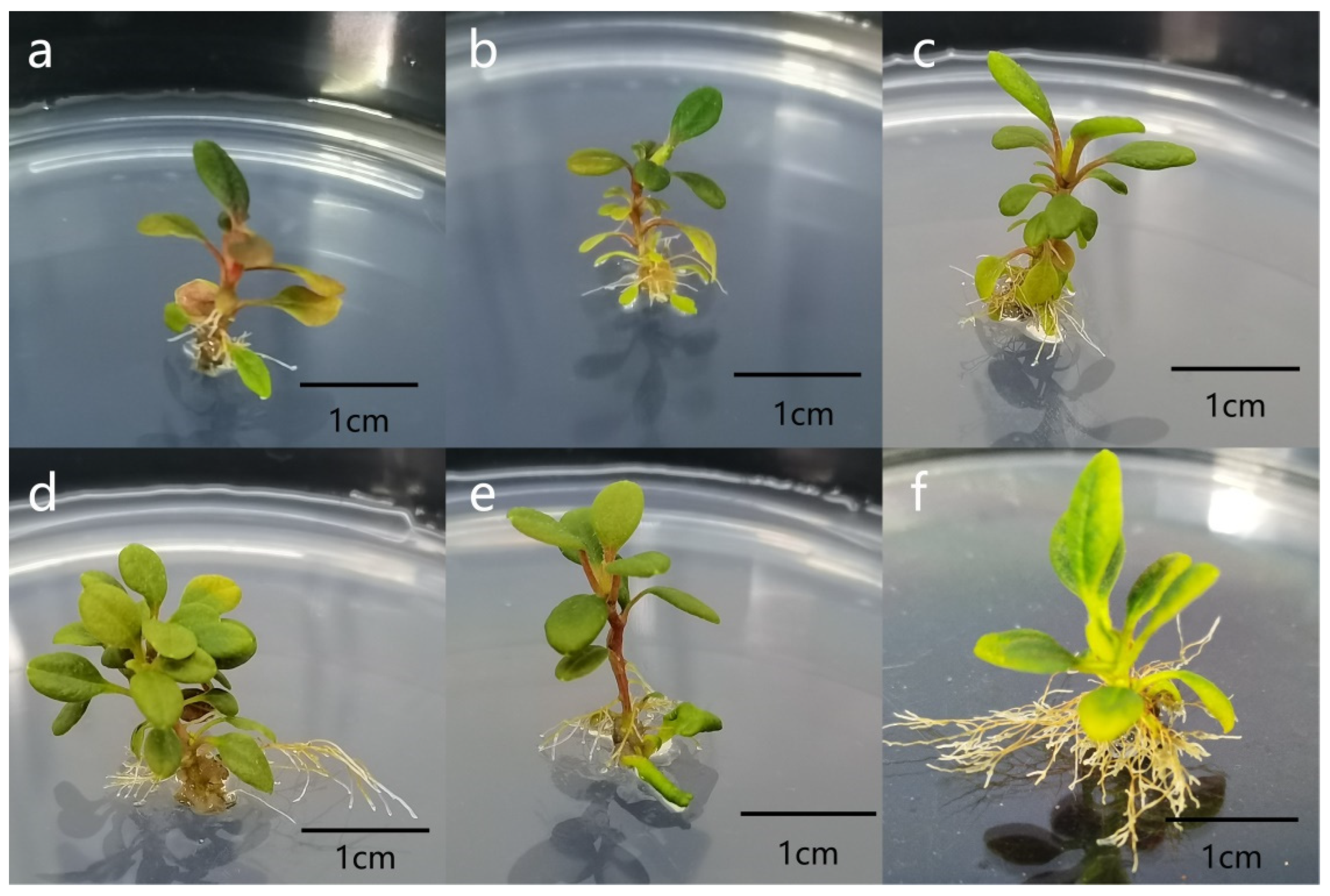 Forests 14 01335 g005 Forests 14 01335 g005