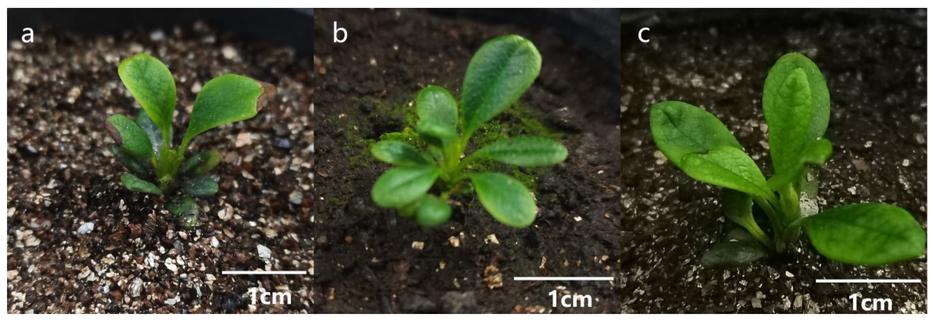 Forests 14 01335 g006 Forests 14 01335 g006