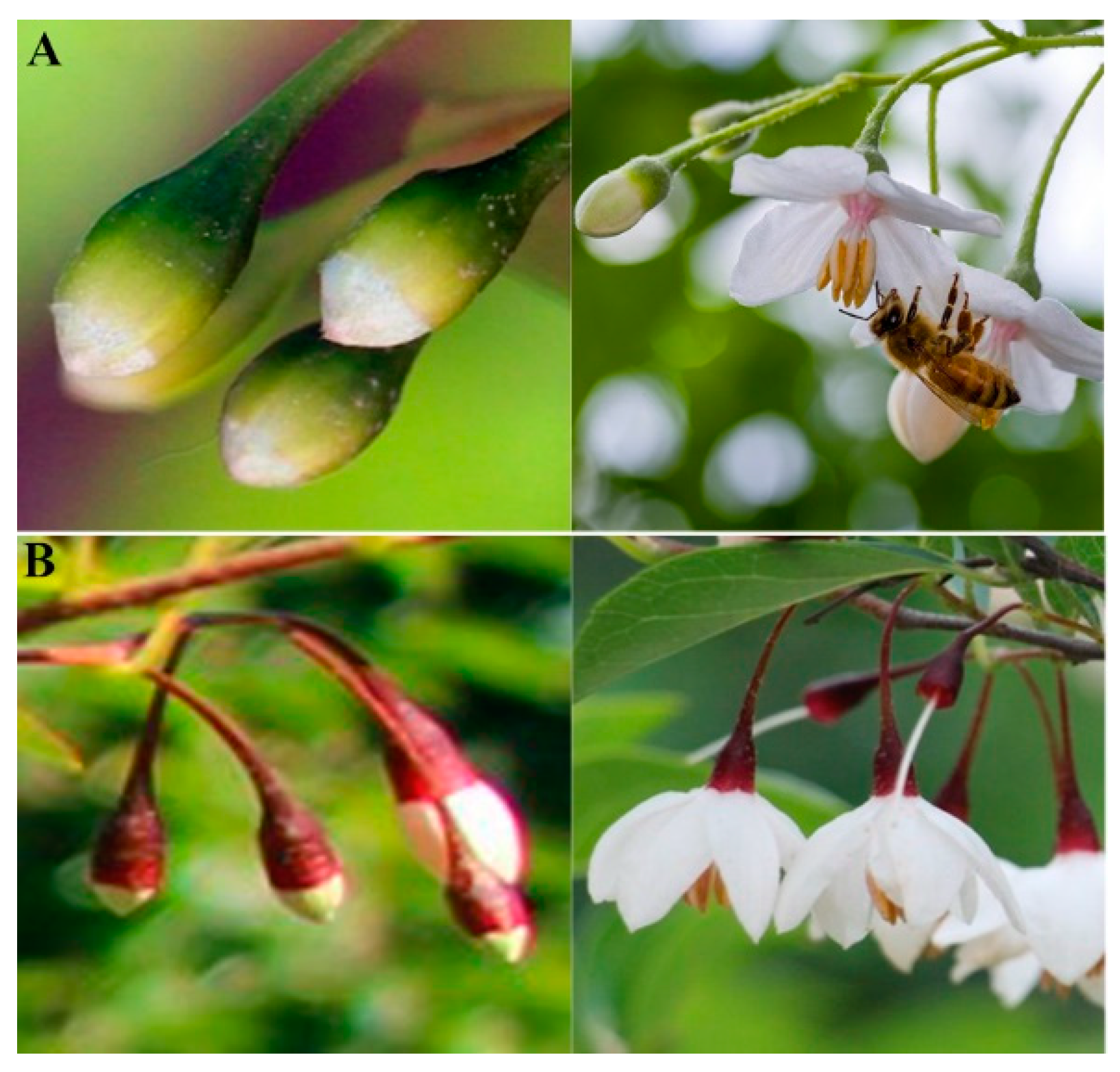 Forests 14 01413 g001