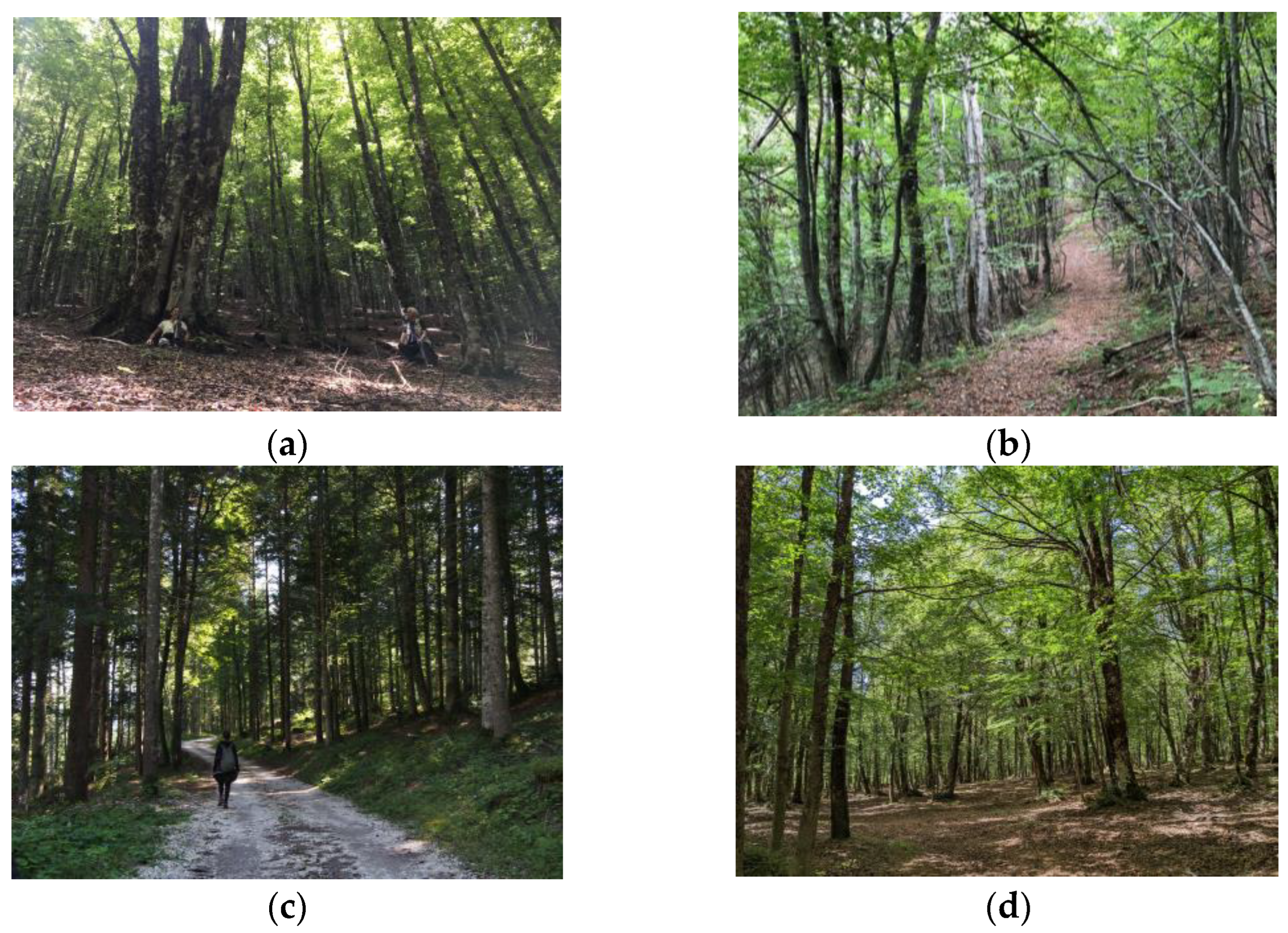 Forests 14 01423 g002 Forests 14 01423 g002