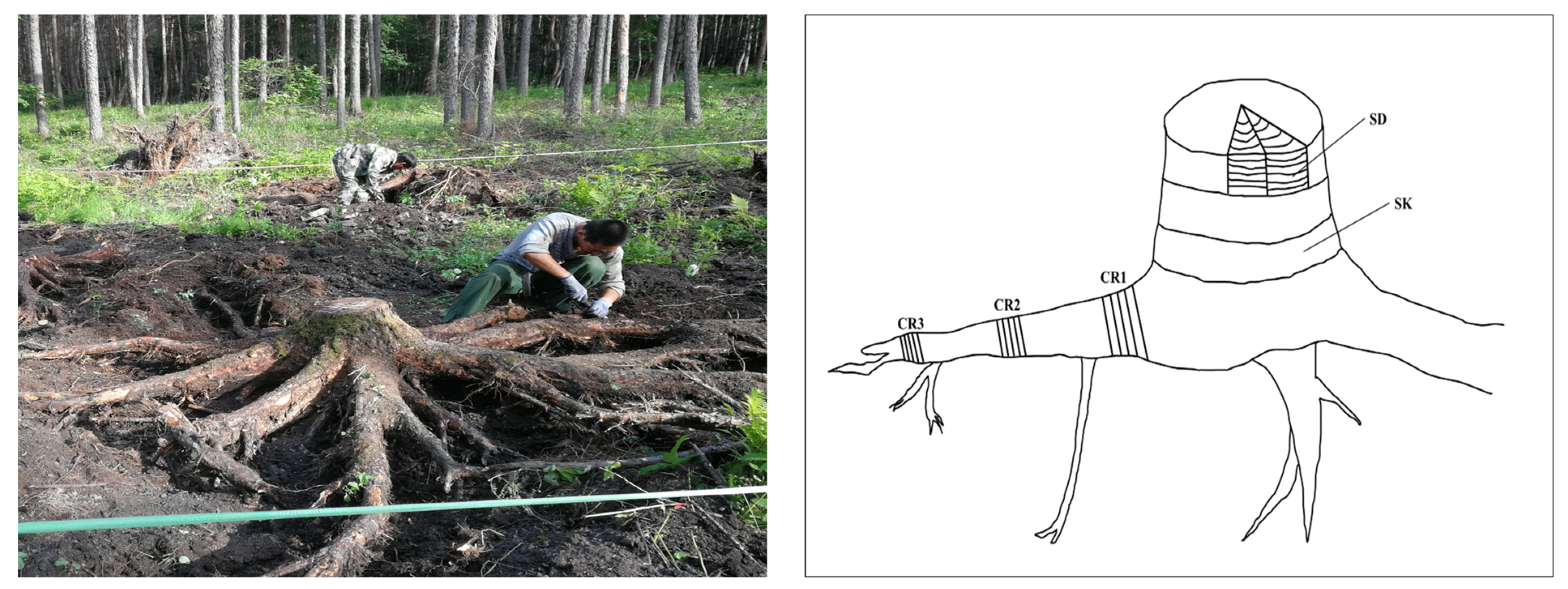 Forests 14 01431 g002