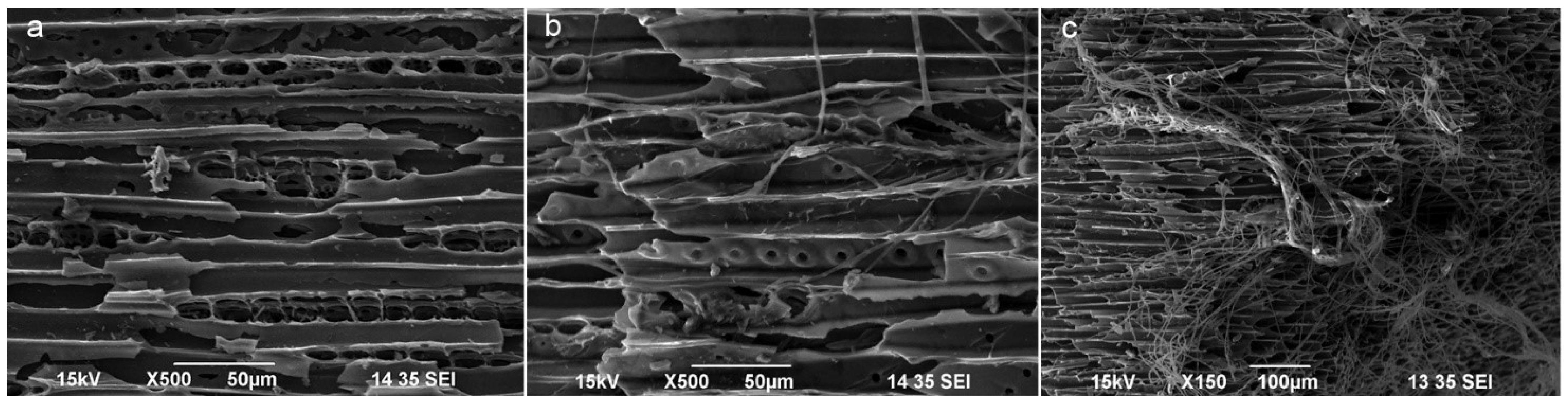 Forests 14 01432 g005