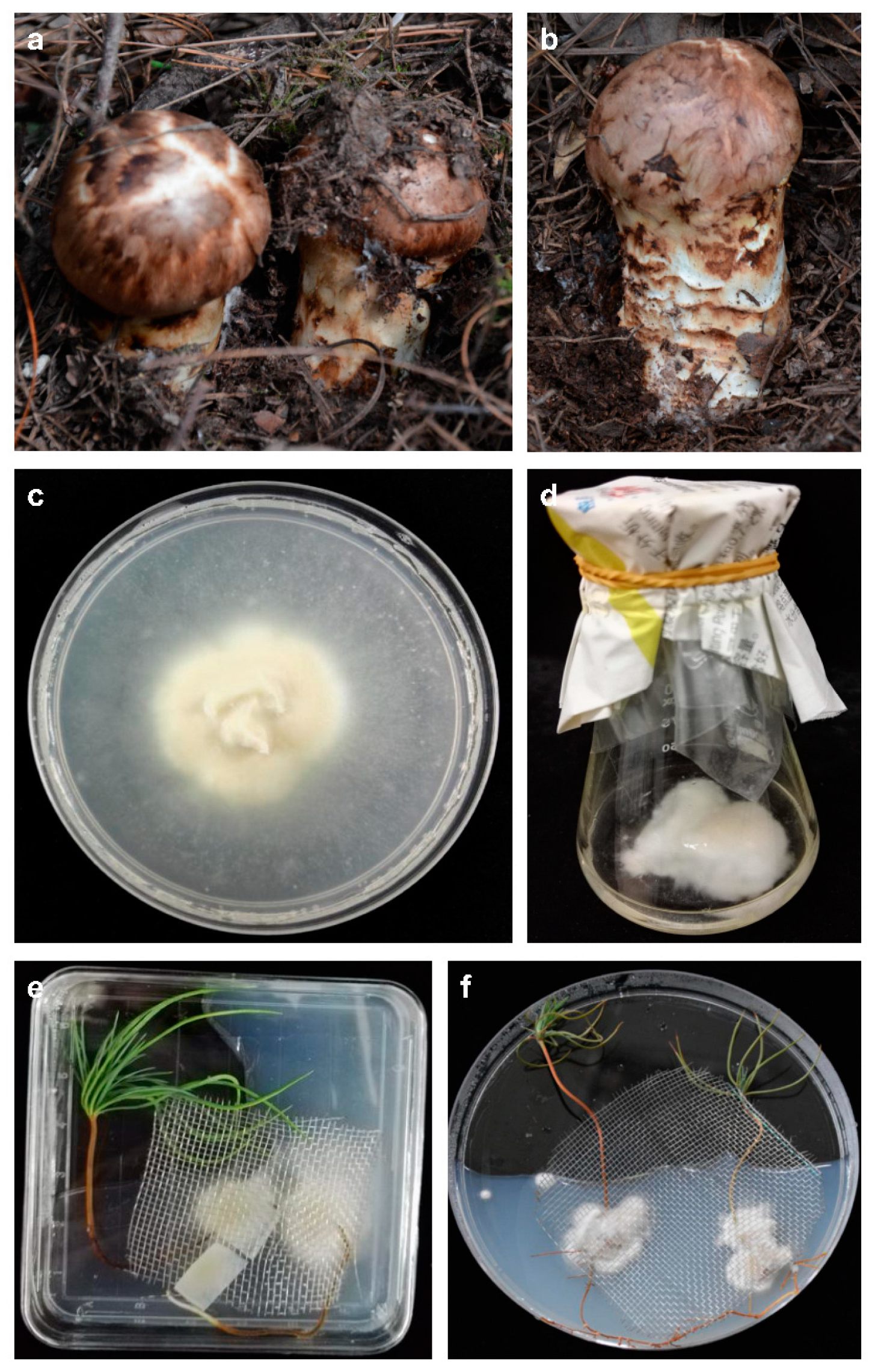 Forests 14 01439 g001