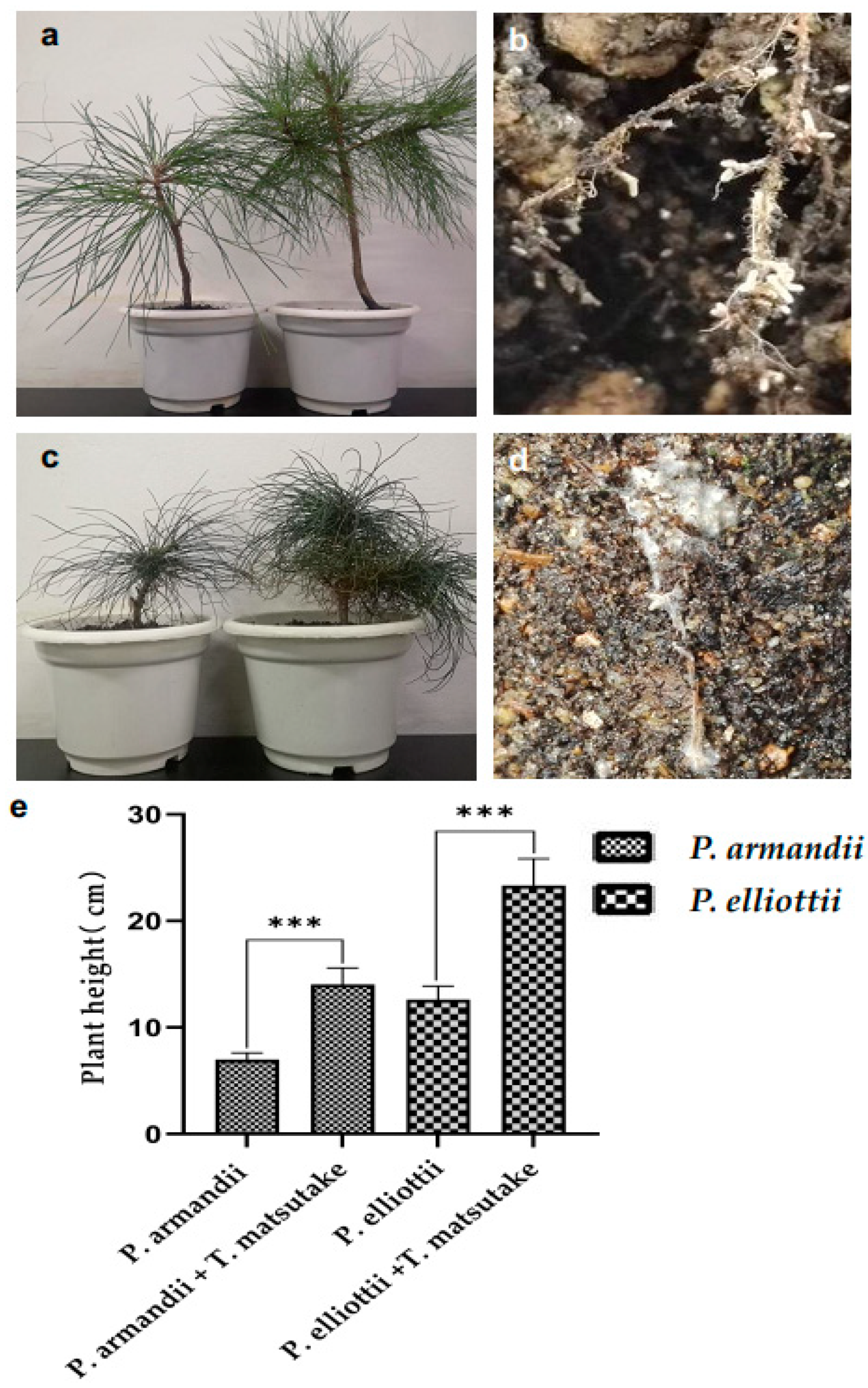Forests 14 01439 g003