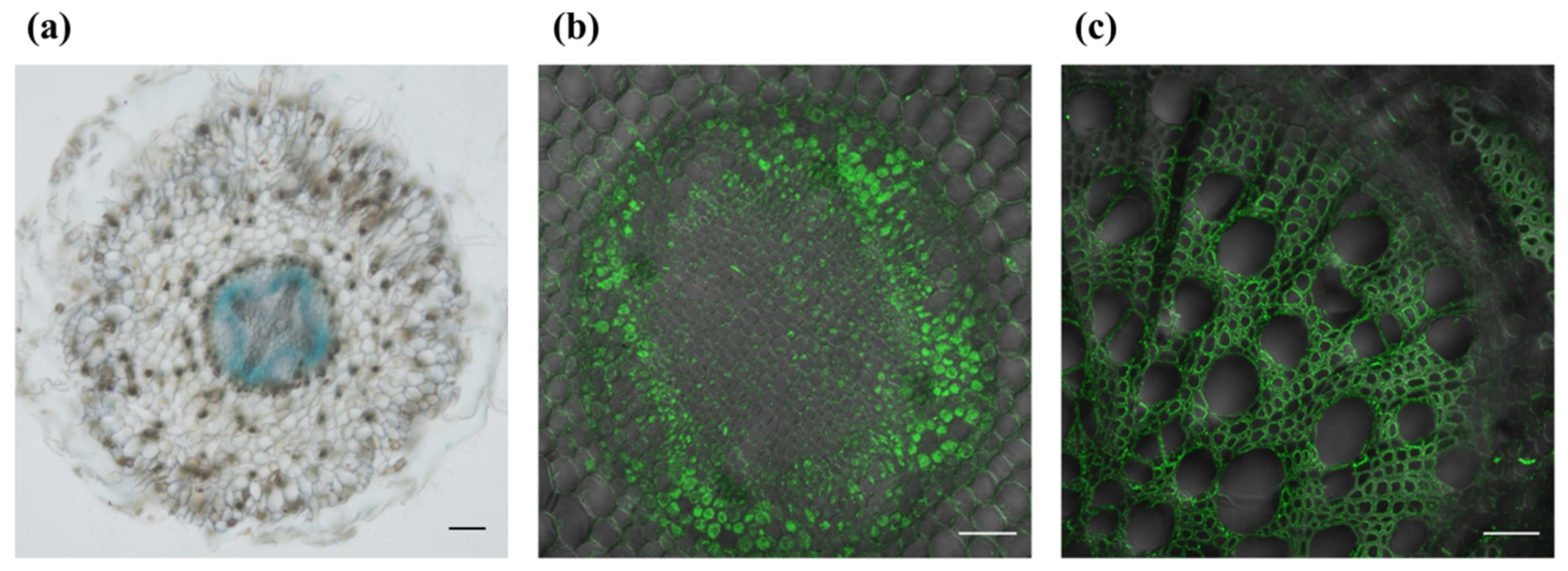 Forests 14 01445 g001