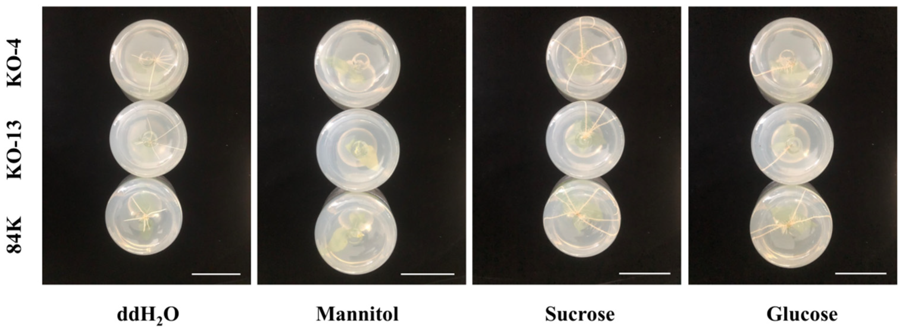 Forests 14 01445 g002