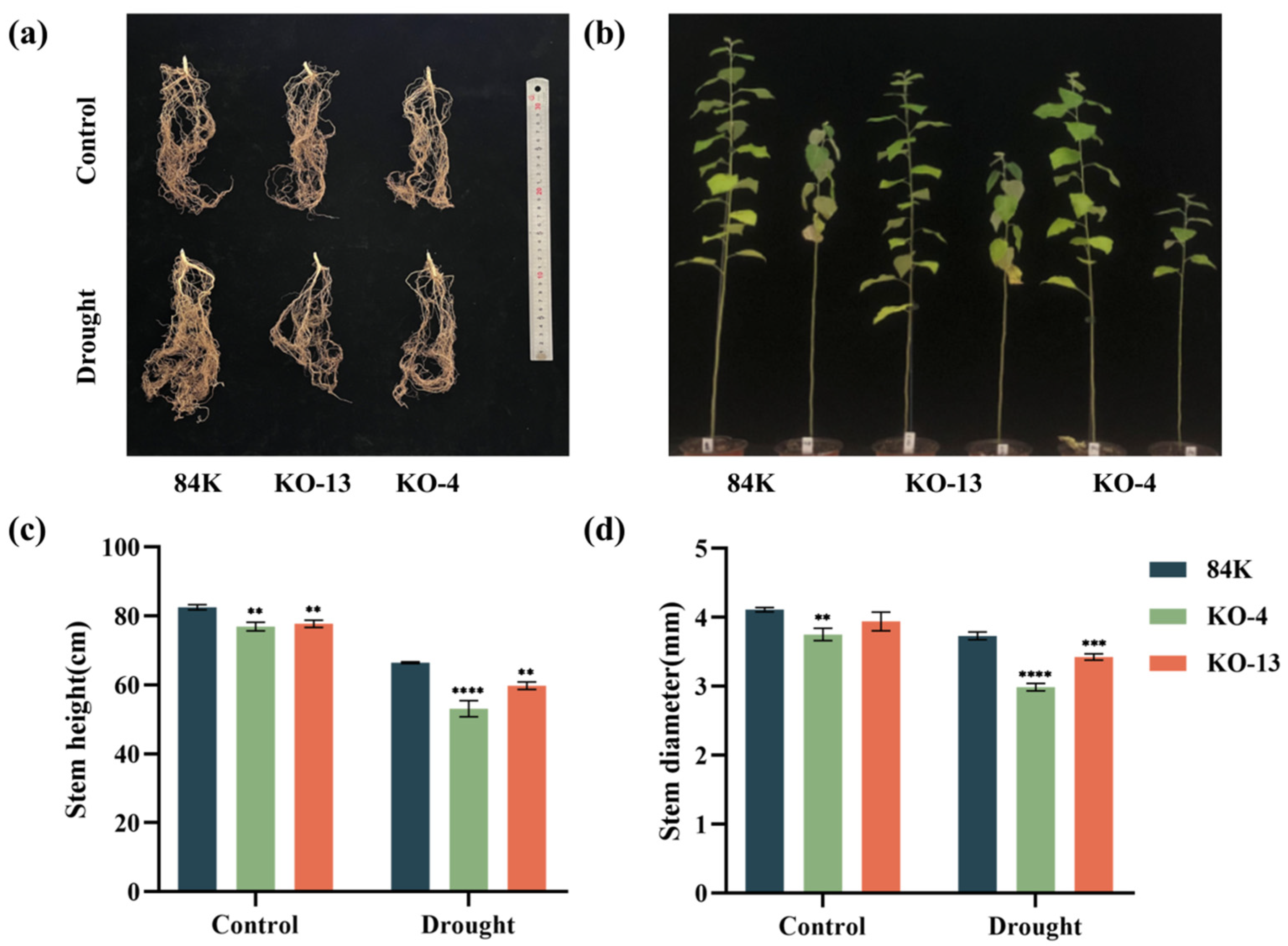 Forests 14 01445 g005