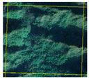 Forests 14 01449 i008