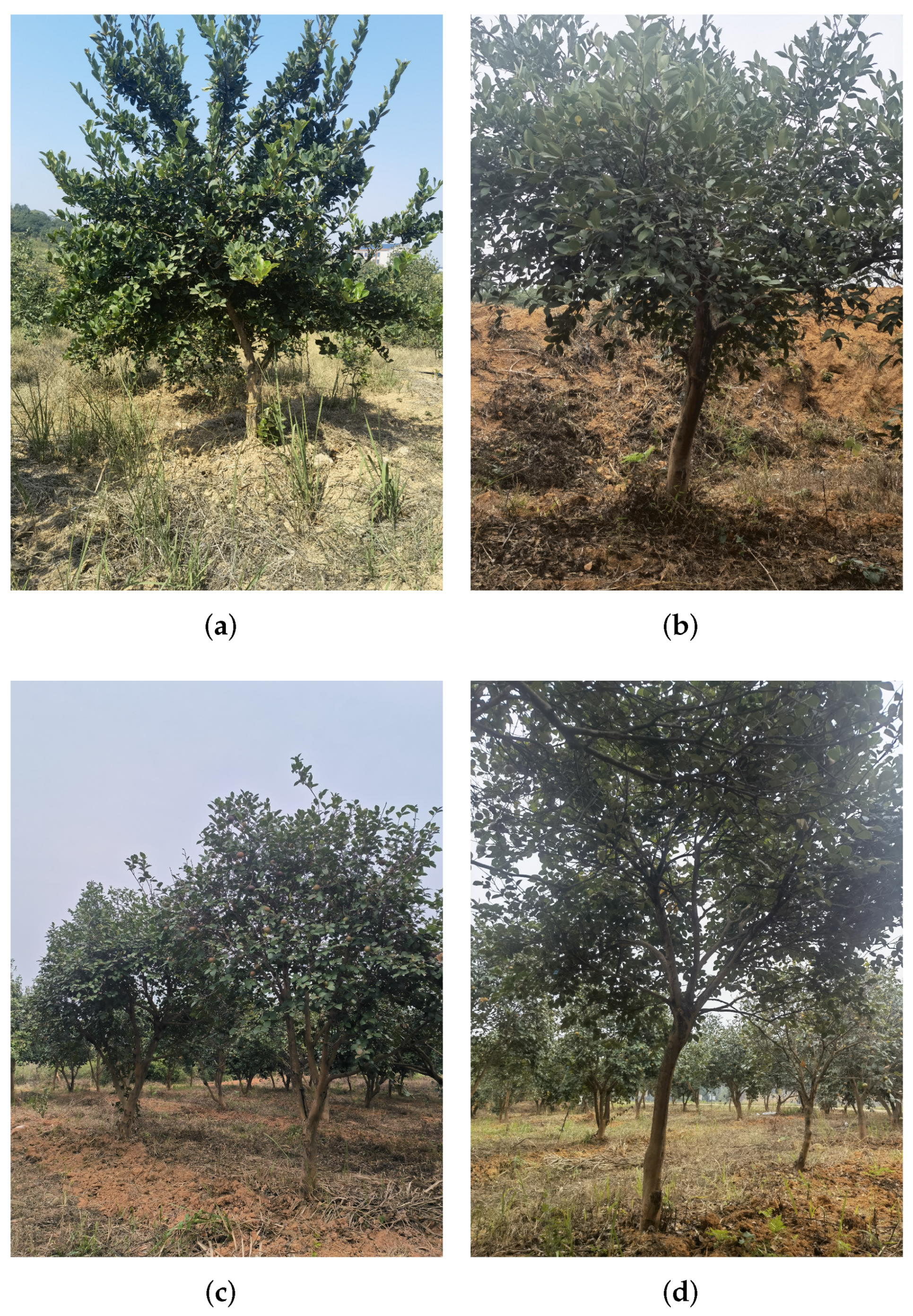 Forests 14 01453 g002 Forests 14 01453 g002